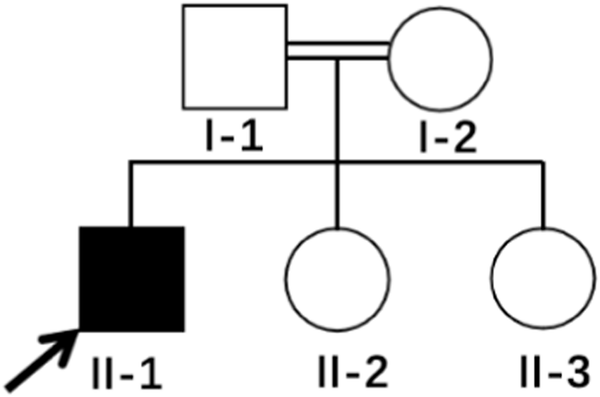 A novel mutation in the WNK1/HSN2 gene causing hereditary sensory and autonomic neuropathy type 2 in Chinese patient