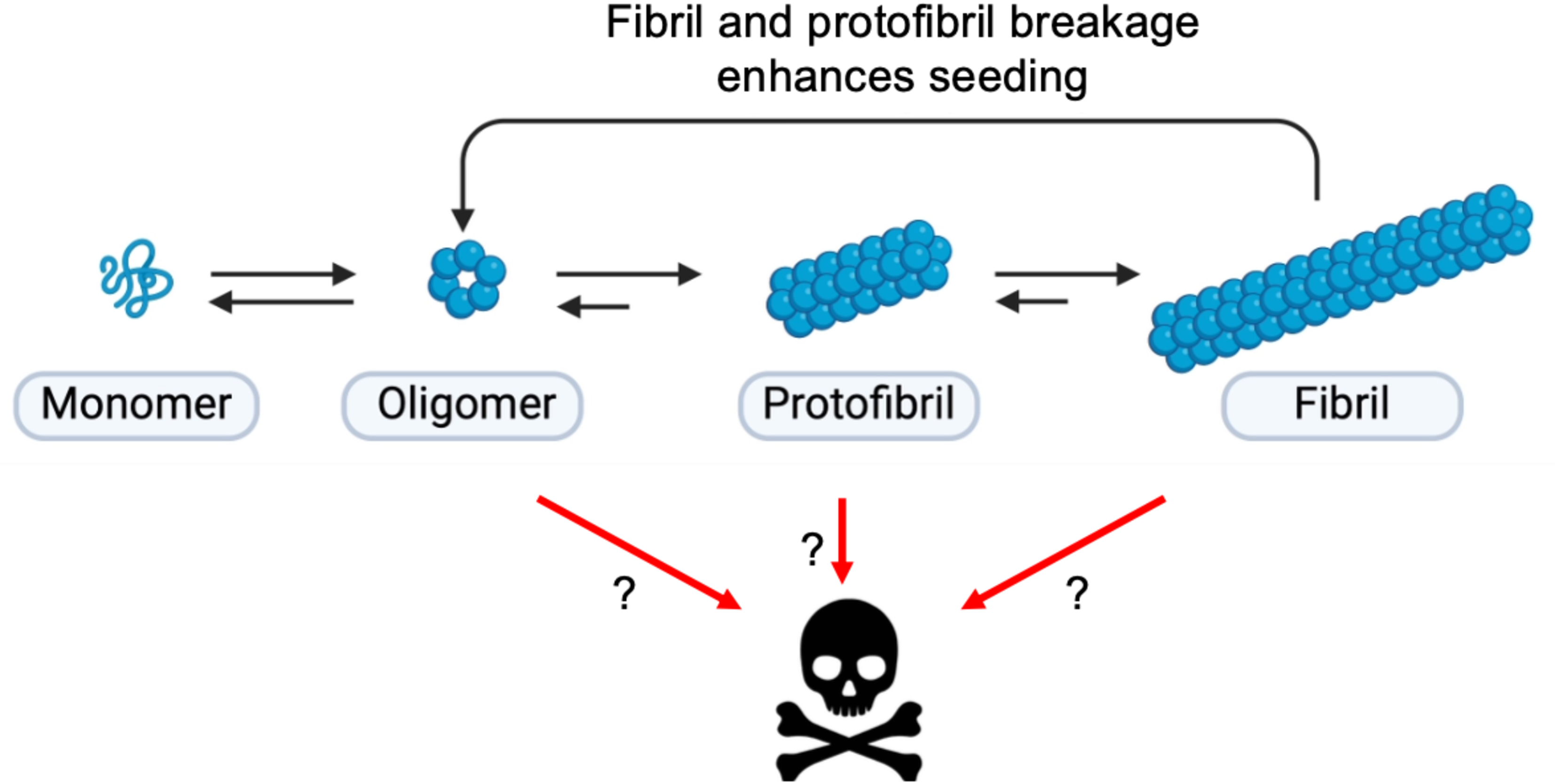 Protein misfolding: understanding biology to classify and treat synucleinopathies