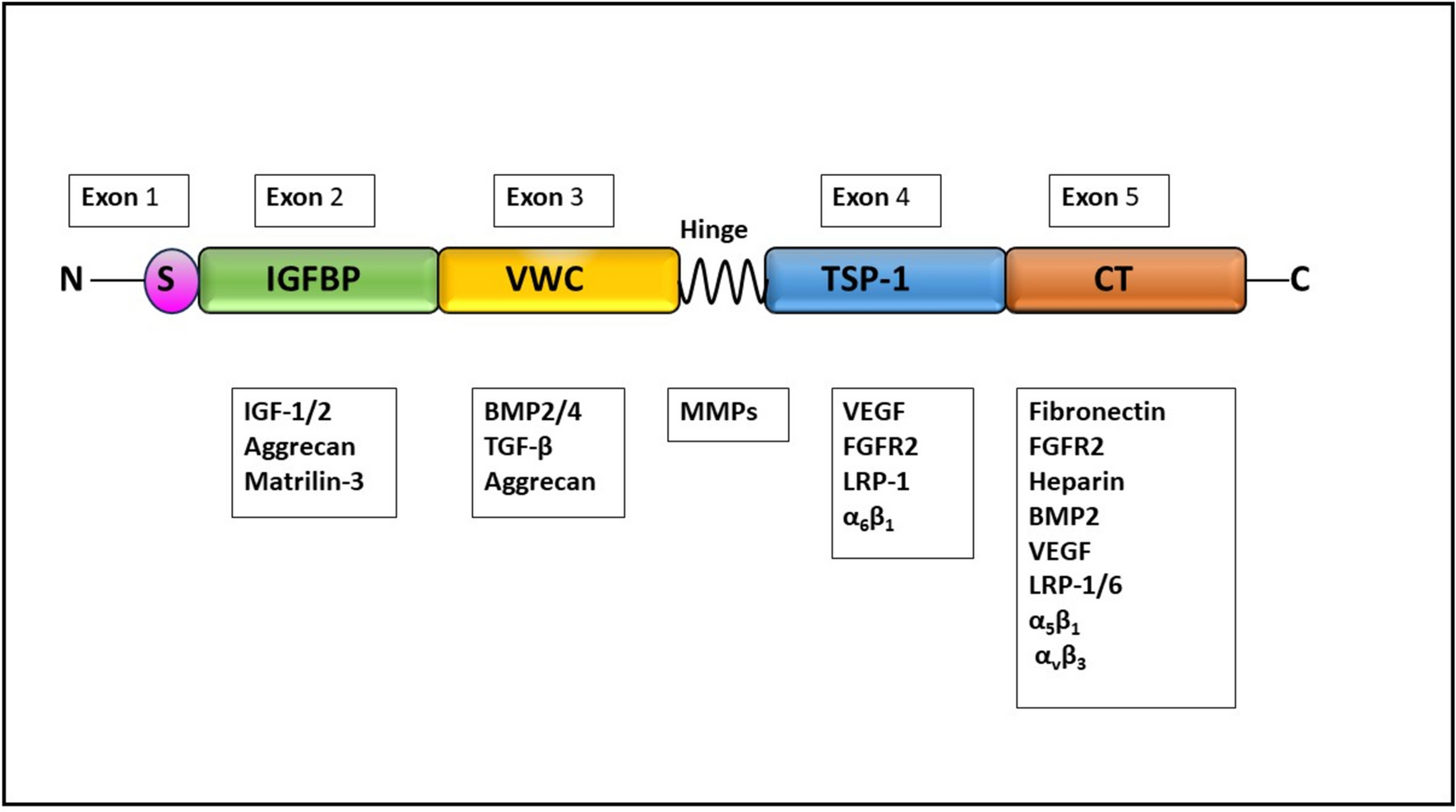 CTGF (CCN2): a multifaceted mediator in breast cancer progression and therapeutic targeting