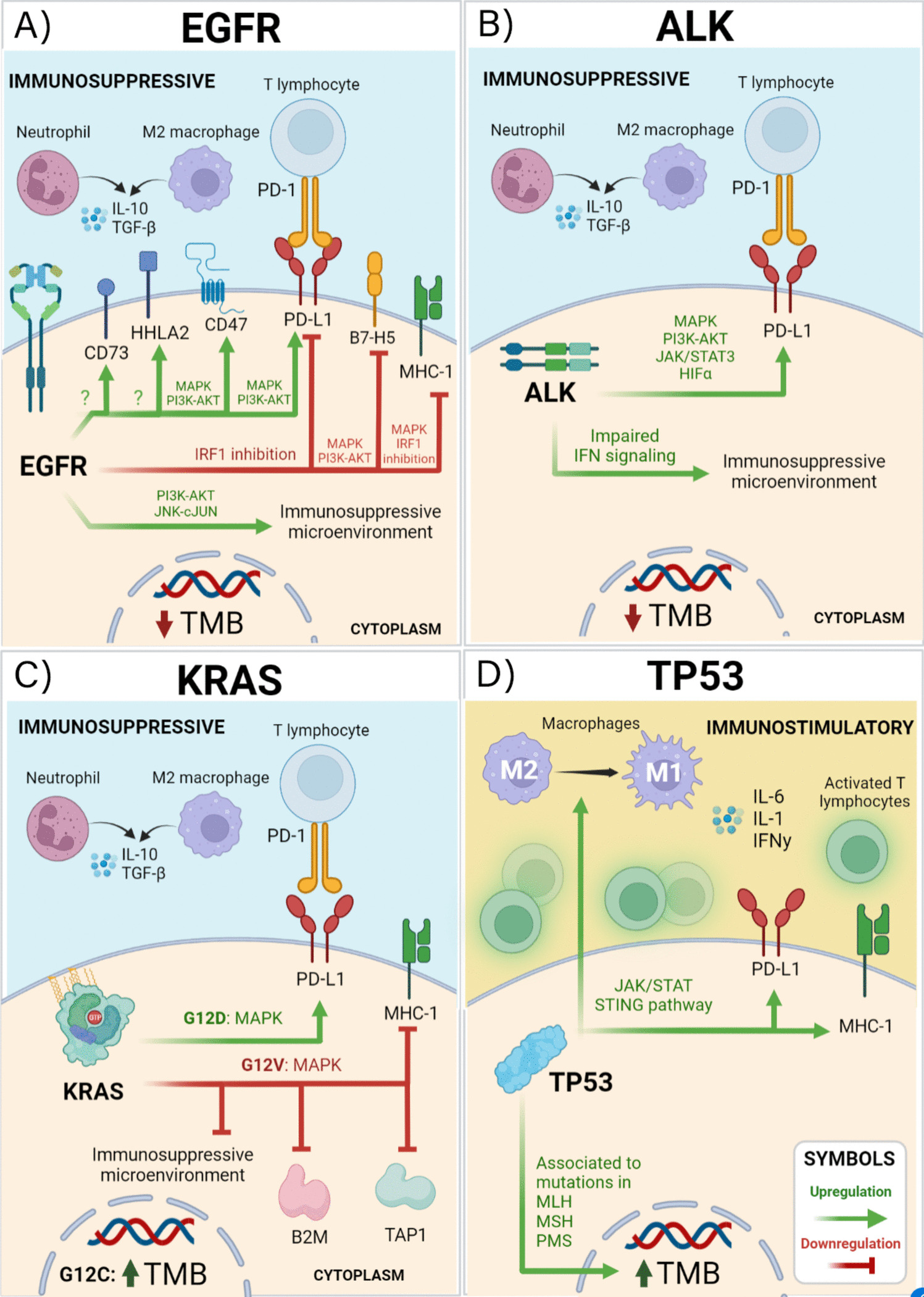 Immunomodulatory role of oncogenic alterations in non-small cell lung cancer: a review of implications for immunotherapy