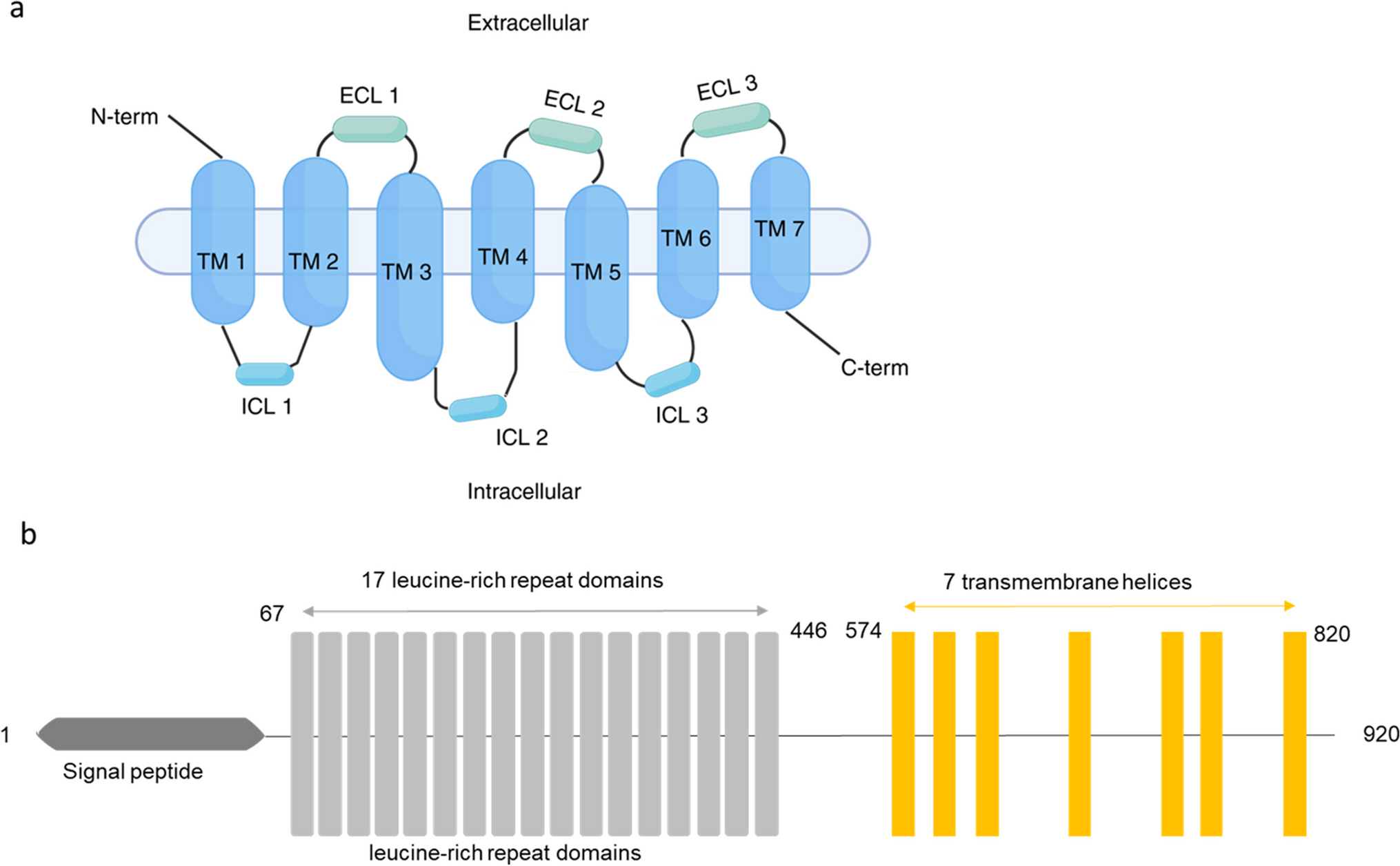 LGR5: An emerging therapeutic target for cancer metastasis and chemotherapy resistance