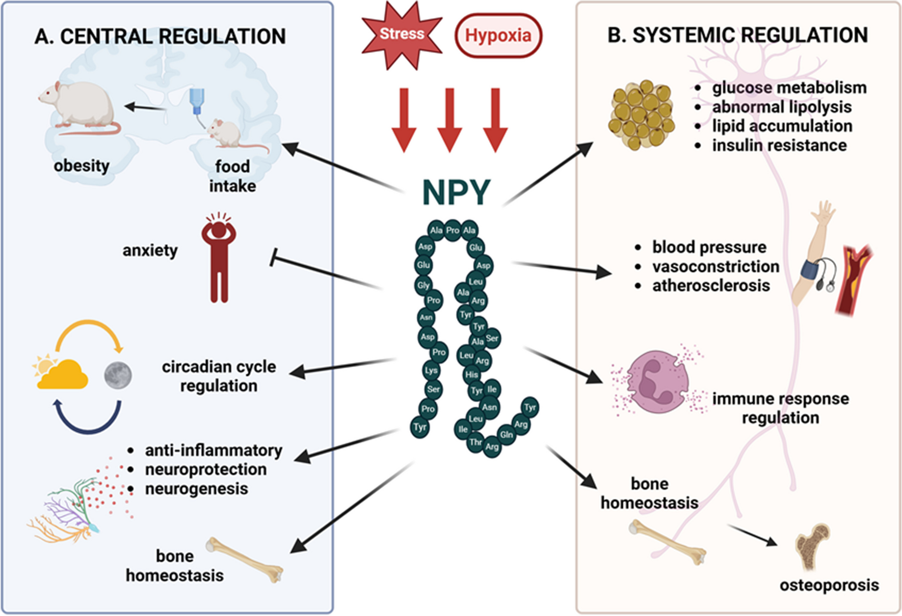 Neuropeptide Y in cancer—biological functions and potential clinical implications