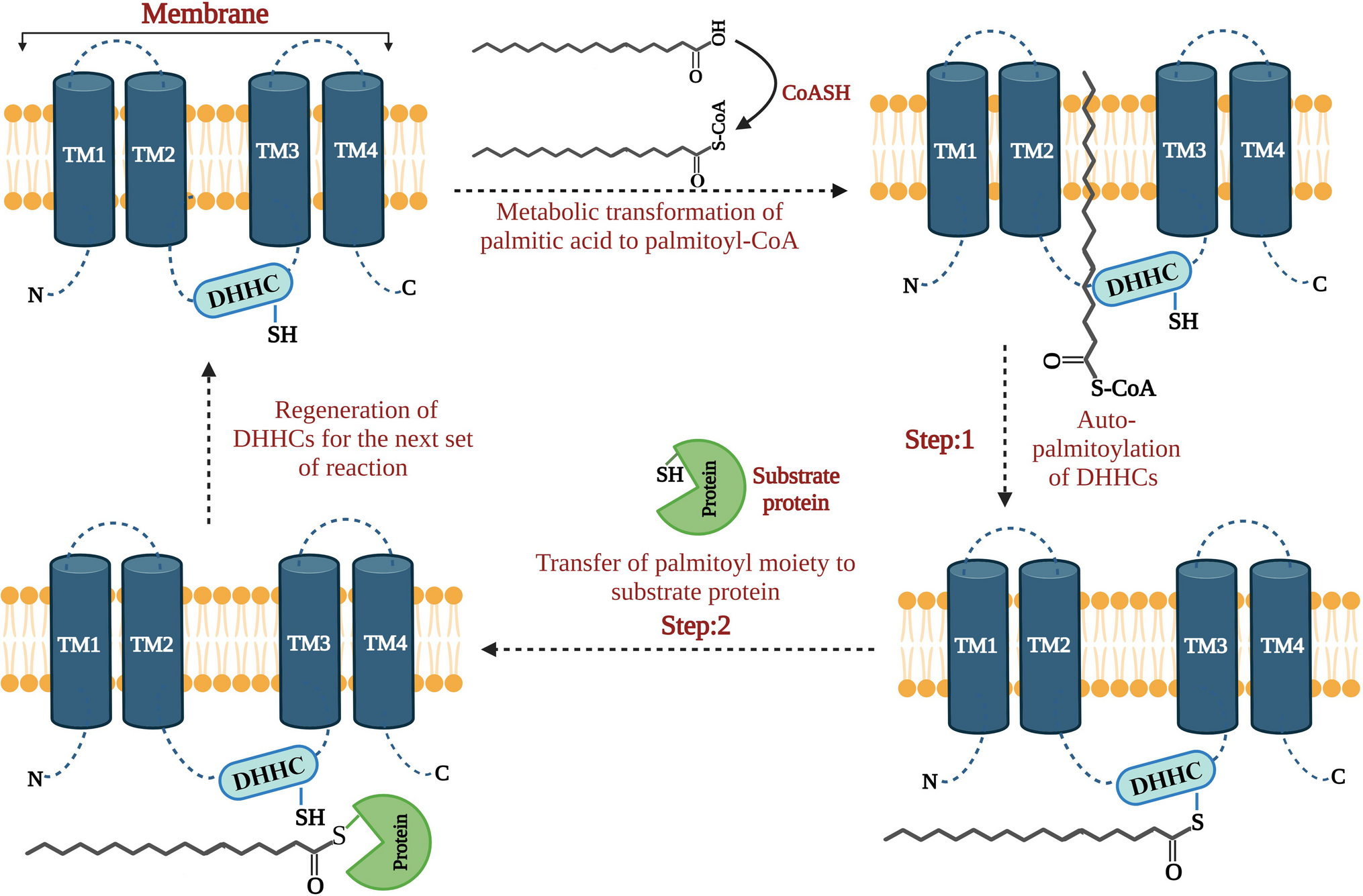 Recapitulating the potential contribution of protein S-palmitoylation in cancer