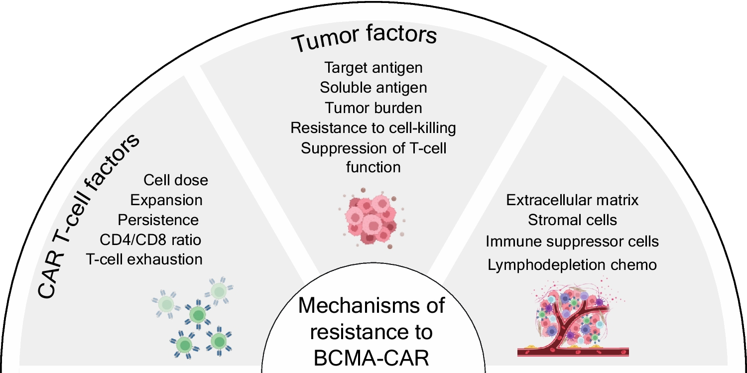 CAR T-cell therapy to treat multiple myeloma: current state and future directions
