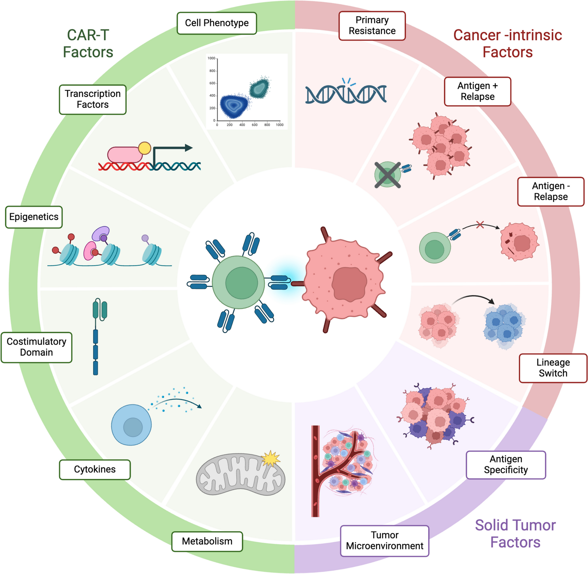 Correlative studies reveal factors contributing to successful CAR-T cell therapies in cancer