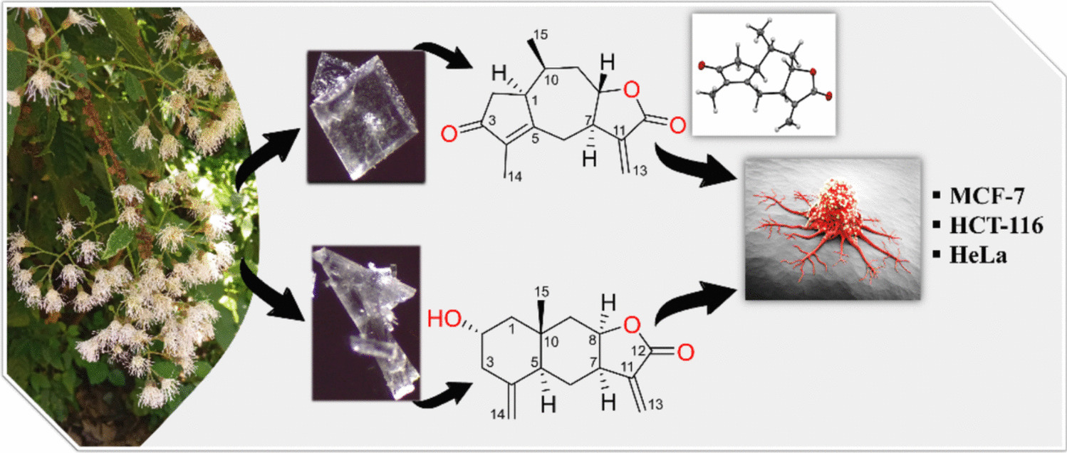 Guaianolide and Eudesmanolide Sesquiterpene Lactones From Decachaeta perornata and Their Cytotoxicity