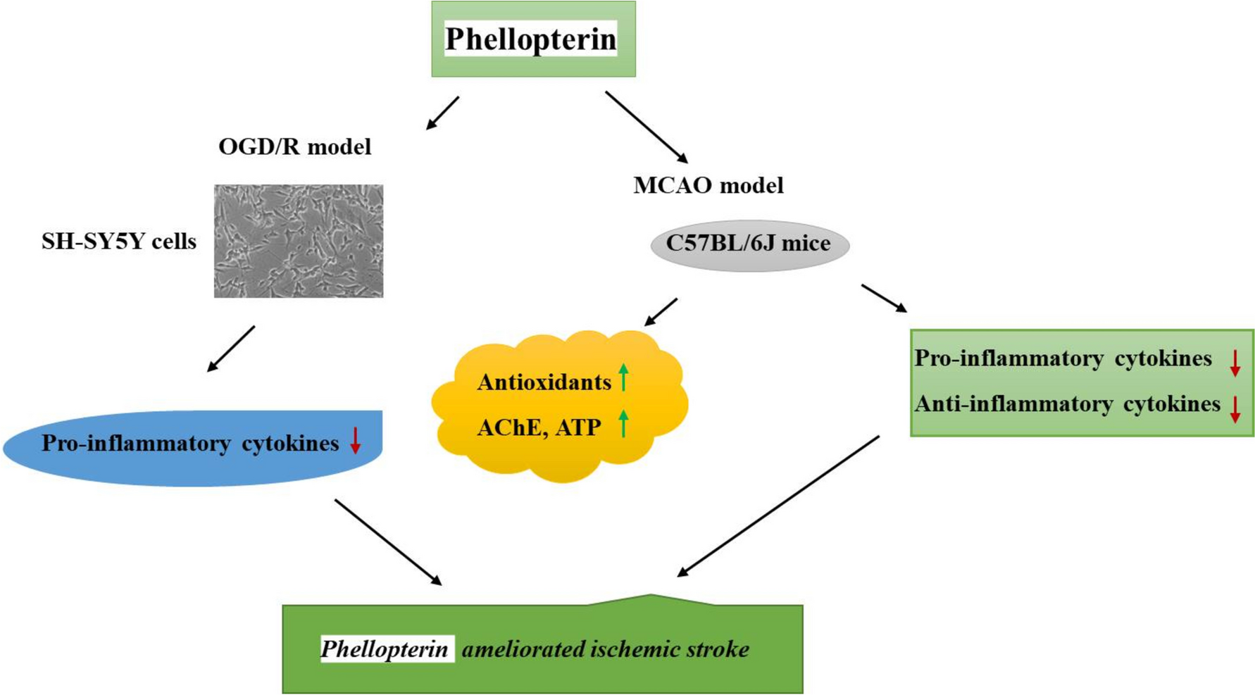 Phellopterin Mitigates Cerebral Ischemia–Reperfusion Injury in Mice via NF-κB, COX-2 Inflammatory Pathway and OGD/R-Induced SH-SY5Y Cells