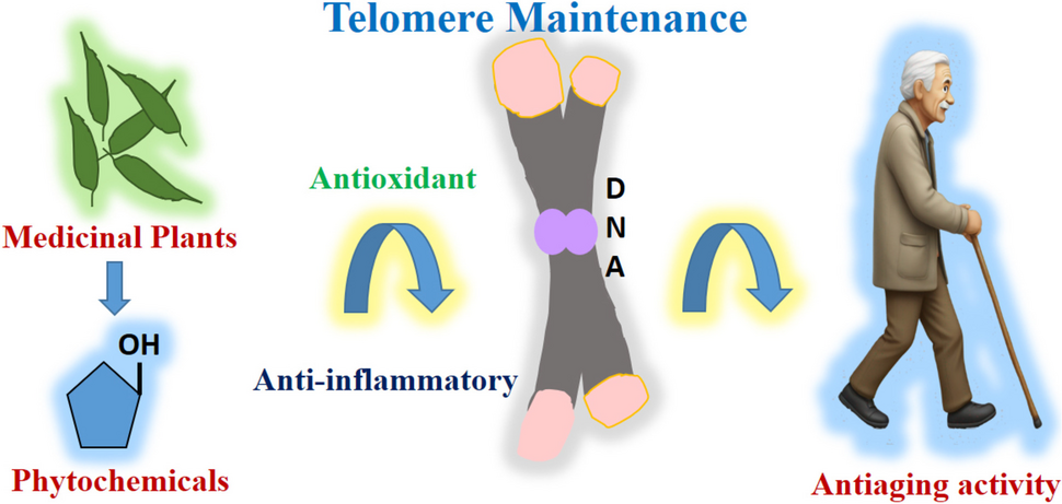 Exploring Medicinal Plants and Phytochemicals for Telomere Maintenance and Anti-aging: Insights into Telomerase Activation and Longevity