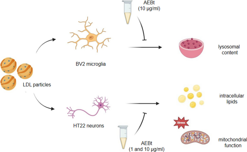 Baccharis trimera Aqueous Extract Protects Neuronal Mitochondrial Function and Reduces Microglial Lysosome Accumulation Induced by LDL Cholesterol