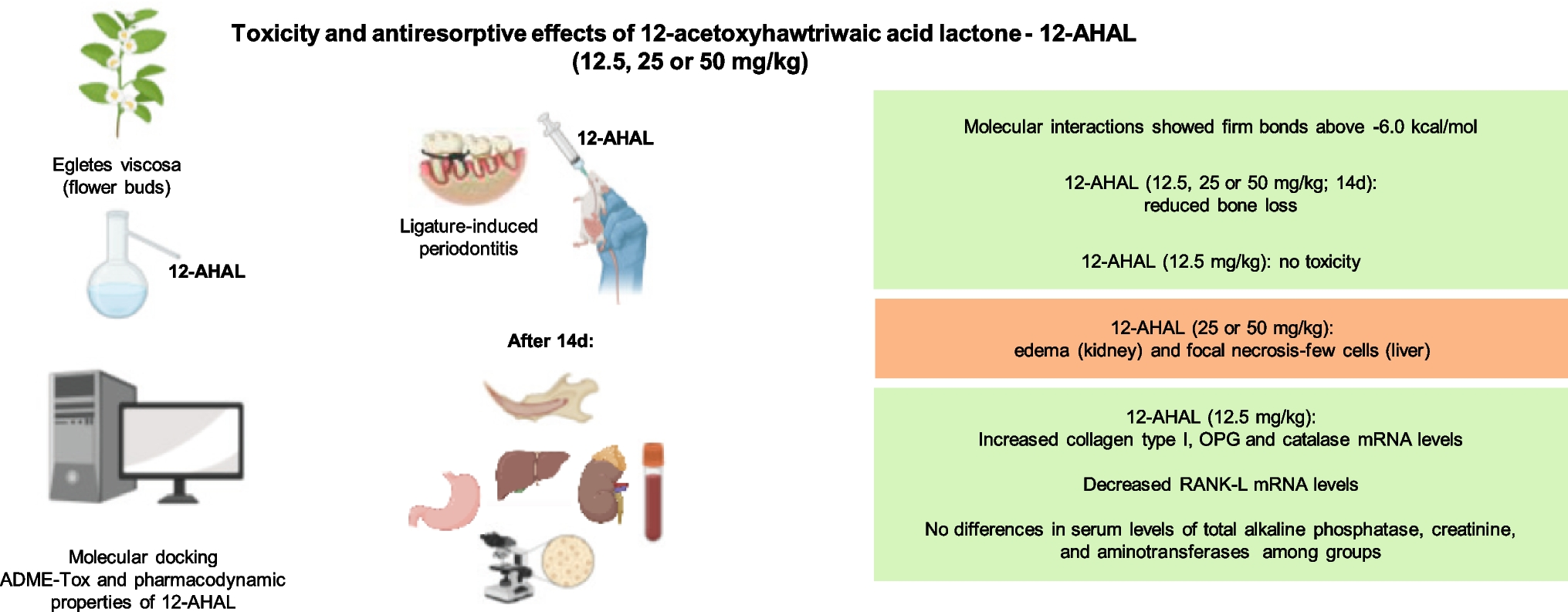 Exploring the Toxicity and Antiresorptive Activity of a Diterpene from Egletes viscosa in Mice: In Silico and In Vivo Studies