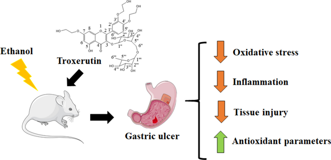 Potential Anti-ulcerogenic Effect of Troxerutin in Ethanol-induced Gastric Lesions in Mice: Anti-inflammatory and Antioxidant Mechanisms and Possible Action Pathways