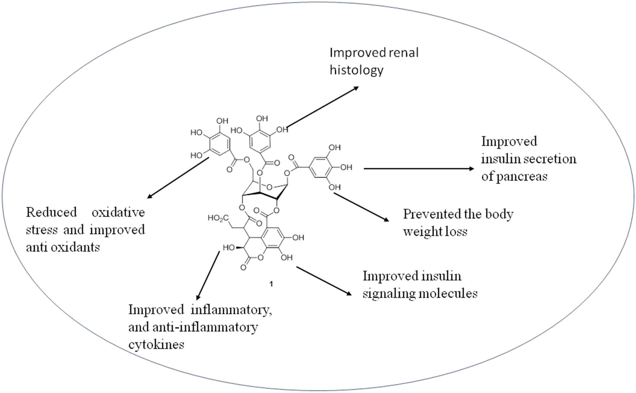 Chebulagic Acid Ameliorates Oxidative Stress and Inflammation via Regulation of Insulin Signaling Pathway in High-Fat Diet/Streptozotocin-Induced Diabetic Rats