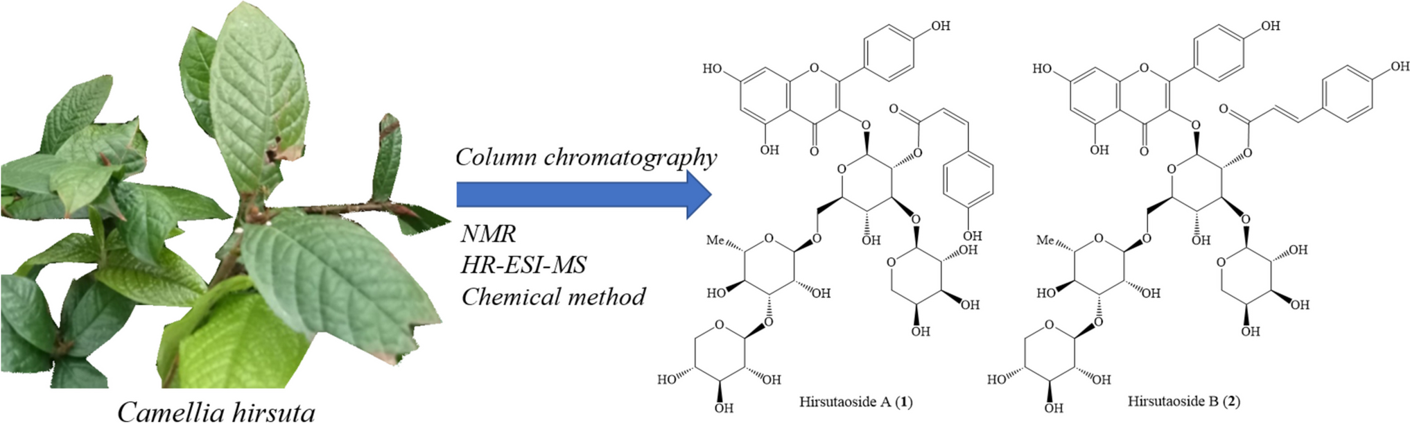 Flavonol Glycosides from the Leaves of Camellia hirsuta and their α-Glucosidase, α-Amylase, and Advanced Glycation End-Products Inhibitory Effects