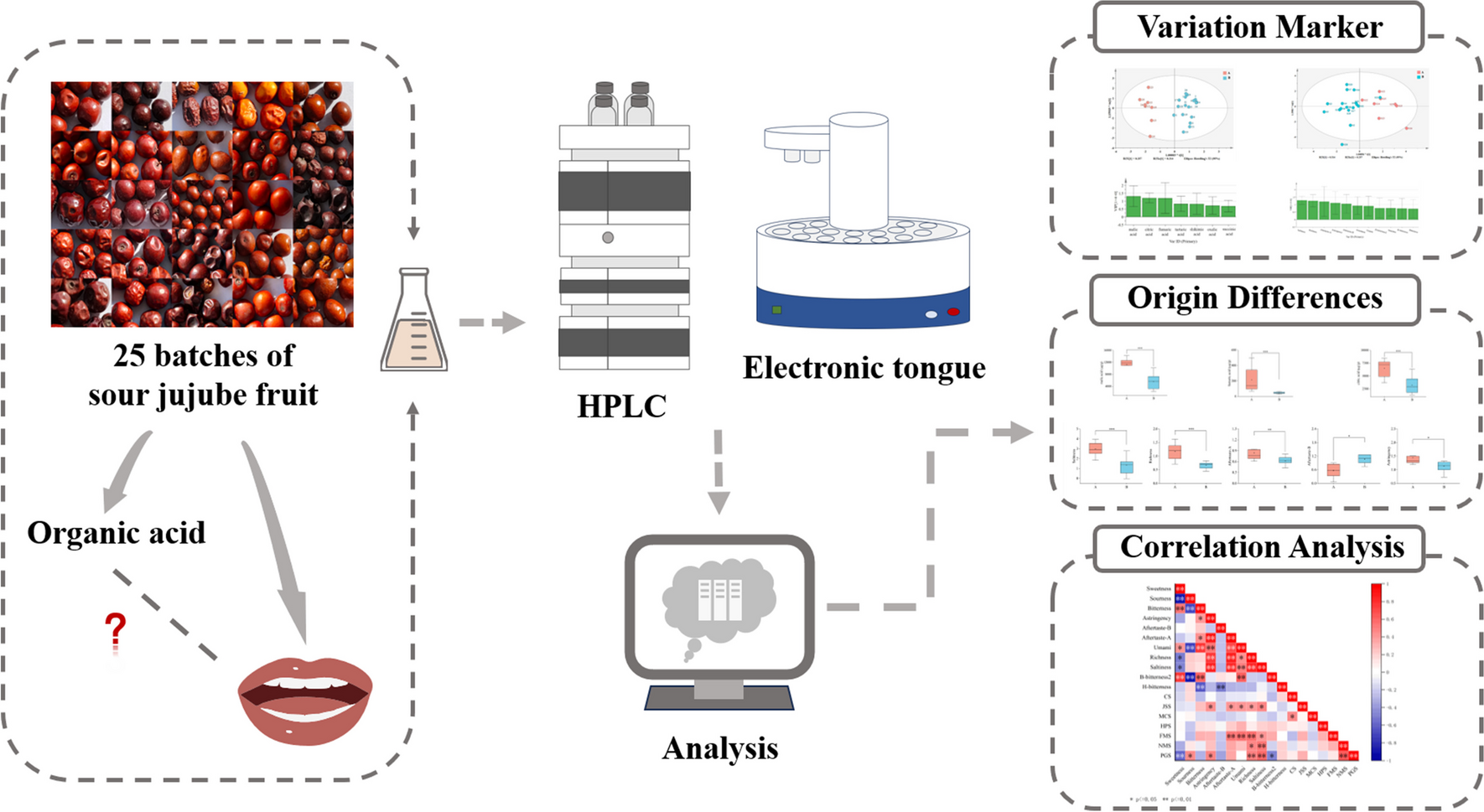Evaluation of the Differences of Sour Jujuba Fruits from Diverse Regions Based on the Collaborative Analysis of Organic Acids and Flavor Characters