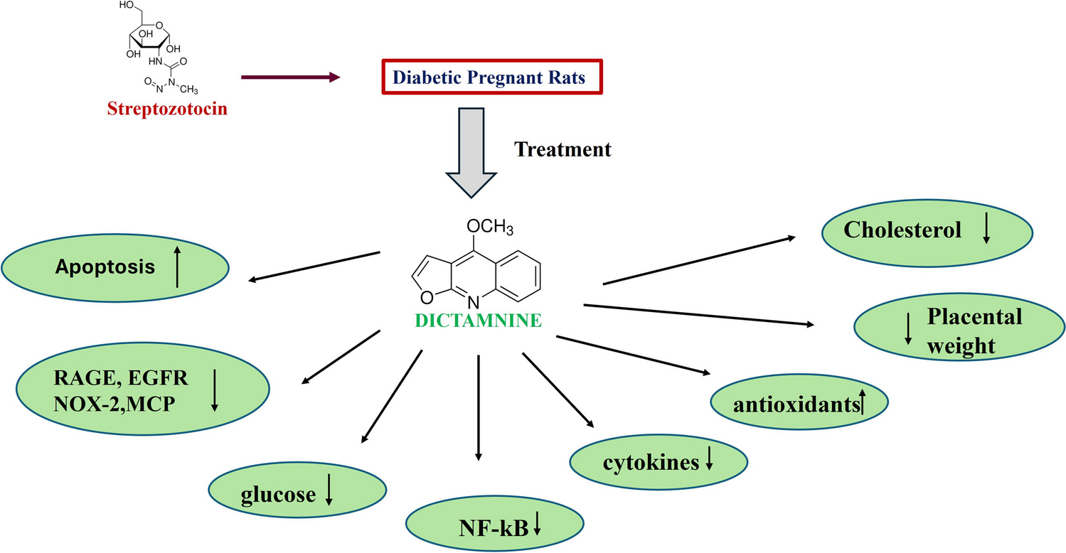 Dictamnine Reduces Gestational Diabetic Complications in Streptozotocin-Induced Diabetic Pregnant Rats via Regulating Inflammation and NOX-2, MCP-1/AGE–RAGE Pathway
