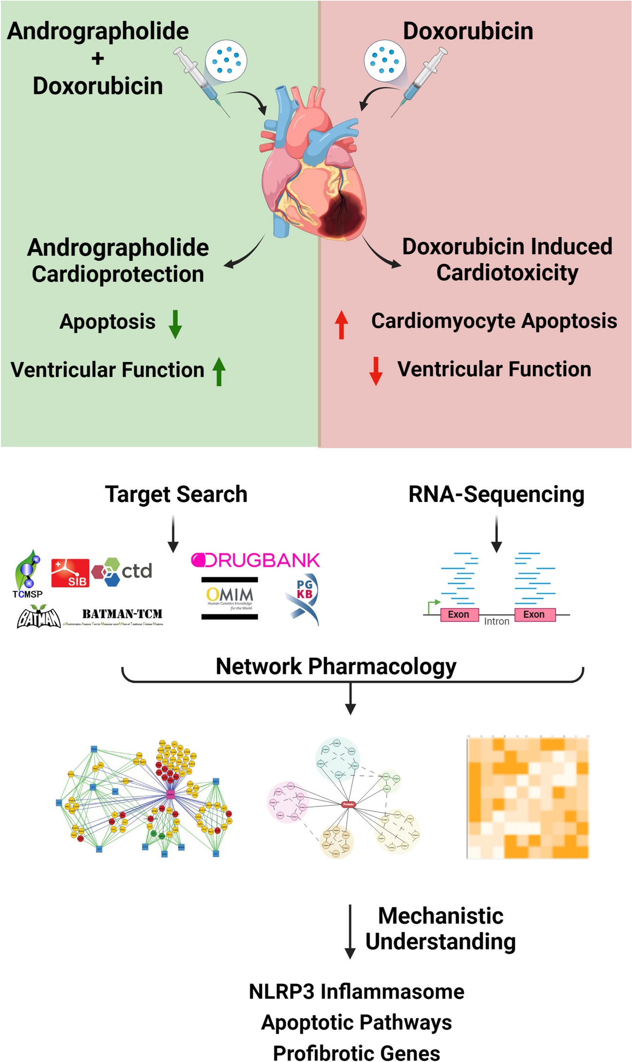 Doxorubicin-Induced Cardiotoxicity: Can Andrographolide Provide a Silver Lining?