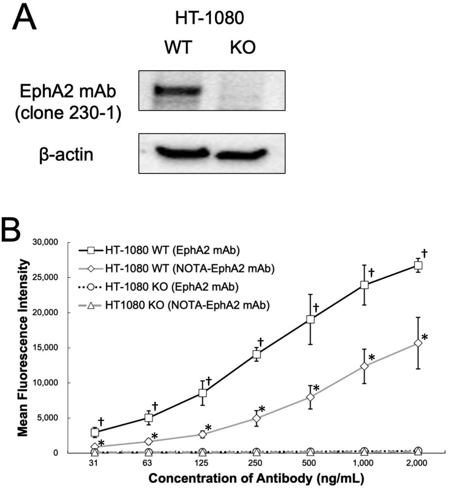 Theranostics using 89Zr/177Lu-labeled antibody targeting erythropoietin-producing hepatocellular A2 (EphA2)