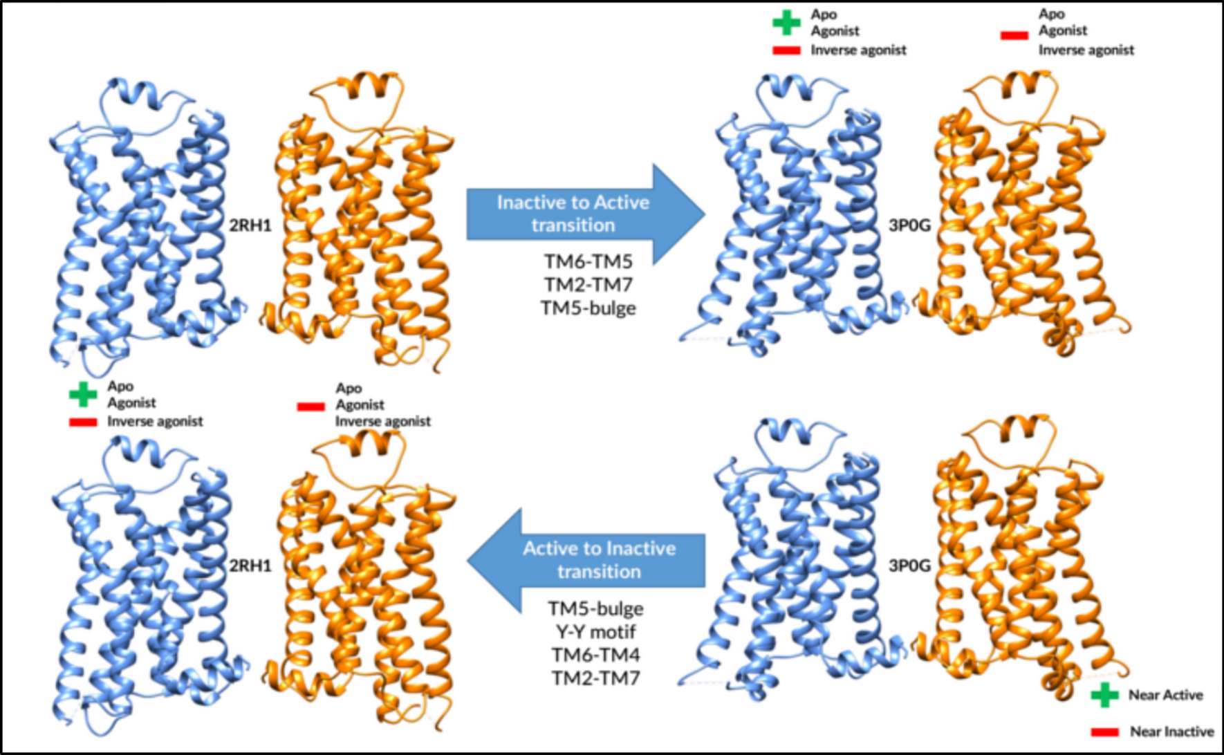Early Events in β2AR Dimer Dynamics Mediated by Activation-Related Microswitches