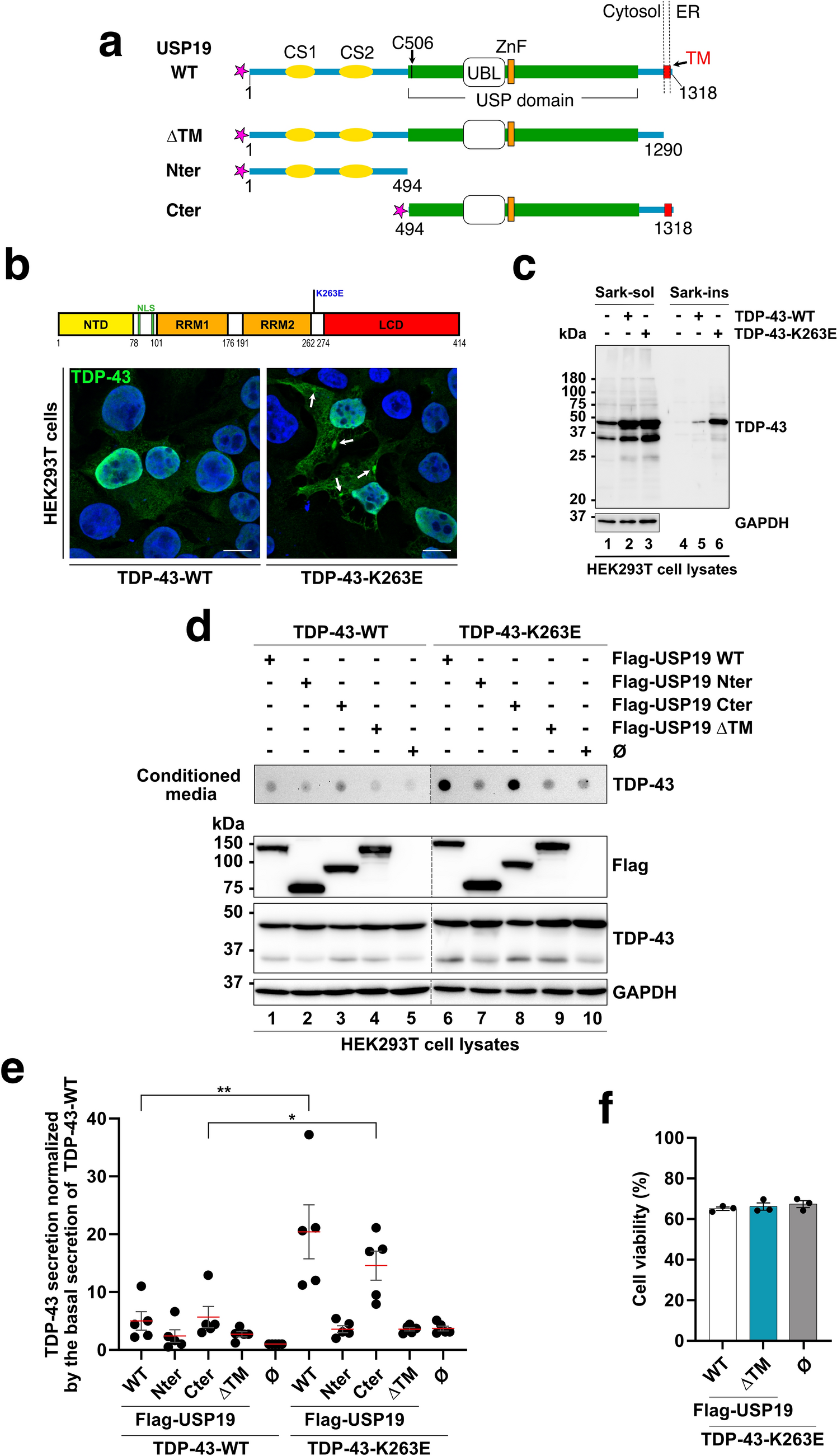 Enhanced secretion of the amyotrophic lateral sclerosis ALS-associated misfolded TDP-43 mediated by the ER-ubiquitin specific peptidase USP19
