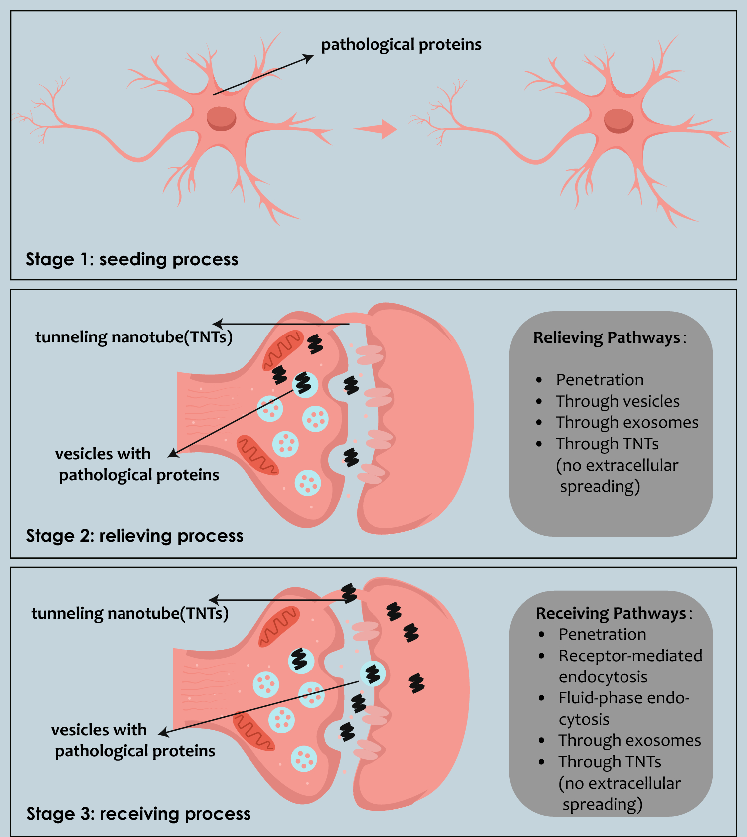 Innate and adaptive immunity in neurodegenerative disease