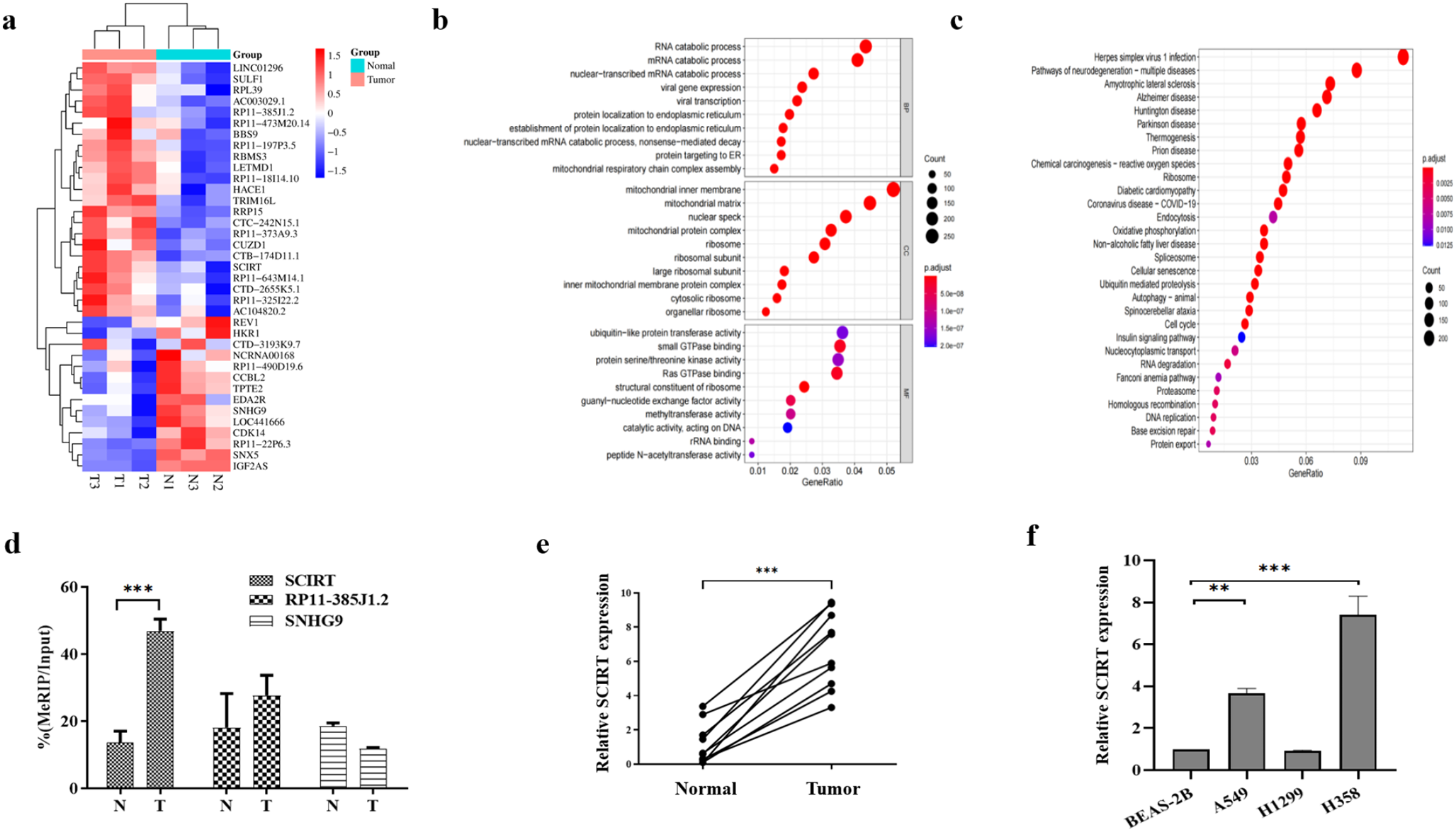 M6A -mediated lncRNA SCIRT stability promotes NSCLC progression through binding to SFPQ and activating the PI3K/Akt pathway