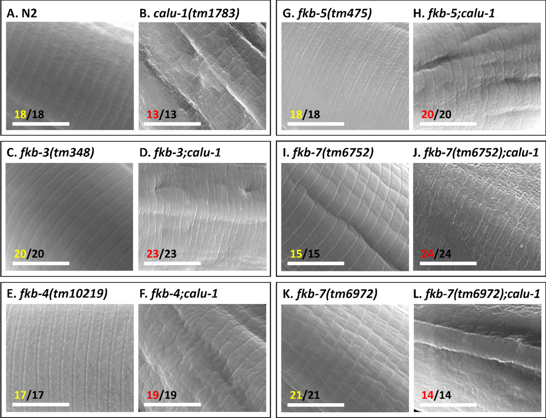 Calcium-binding protein CALU-1 is essential for proper collagen formation in Caenorhabditis elegans