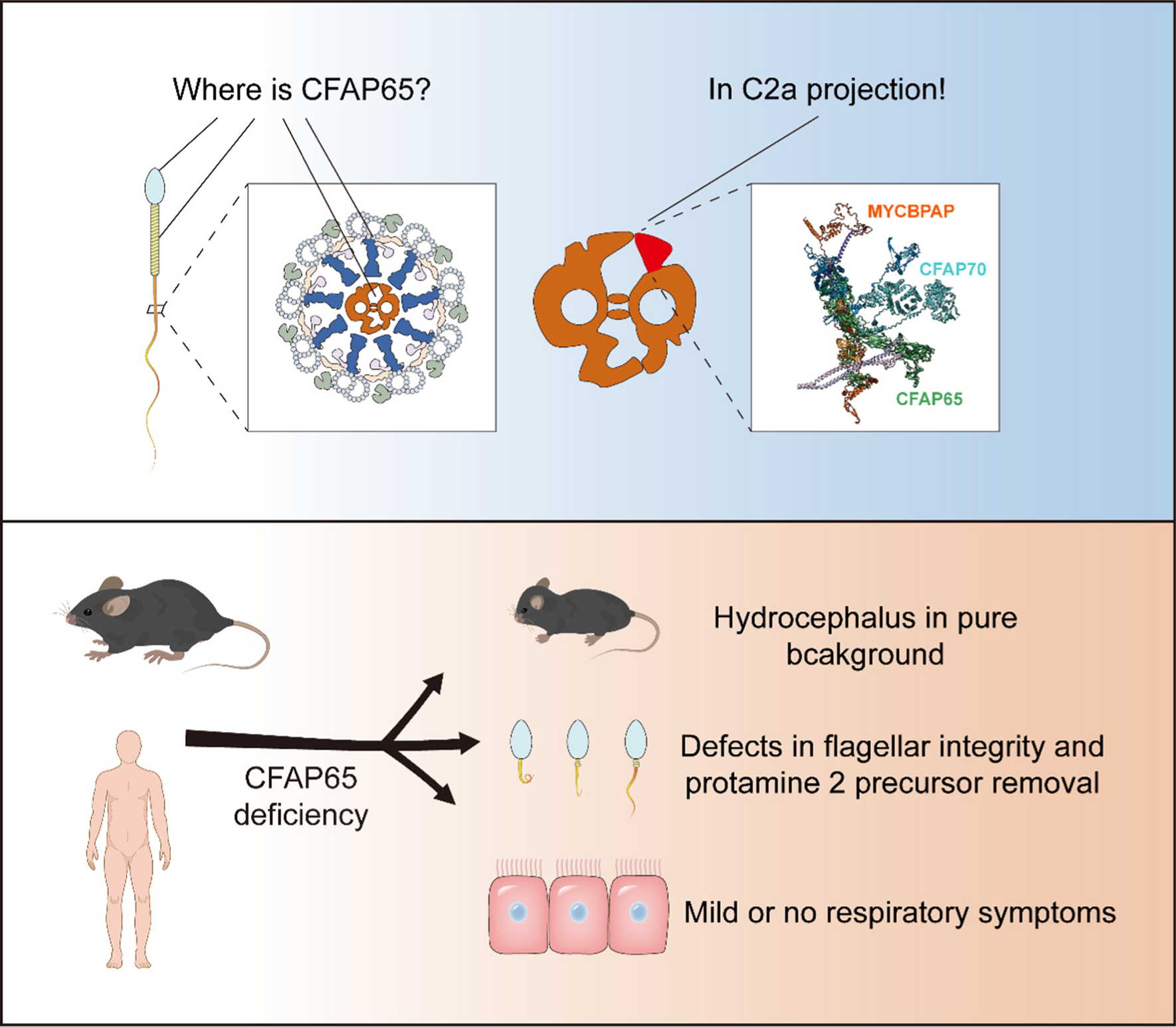 CFAP65 is essential for C2a projection integrity in axonemes: implications for organ-specific ciliary dysfunction and infertility