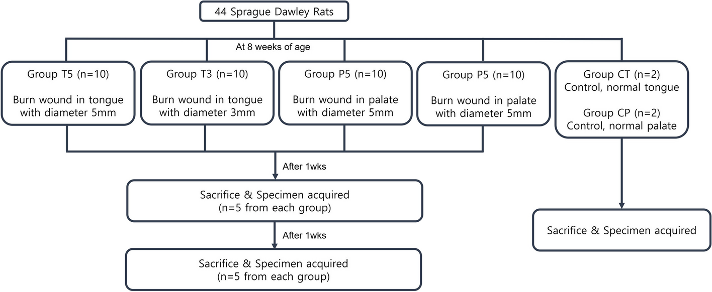 Establishment of an oral burn model in streptozotocin-induced diabetic rats