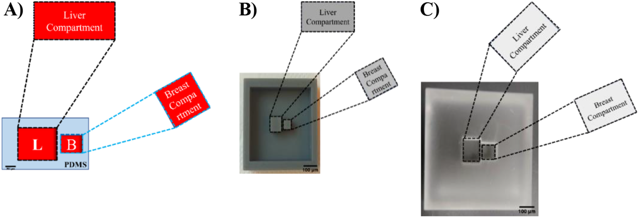 Multiorgan-on-a-chip for cancer drug pharmacokinetics-pharmacodynamics (PK-PD) modeling and simulations