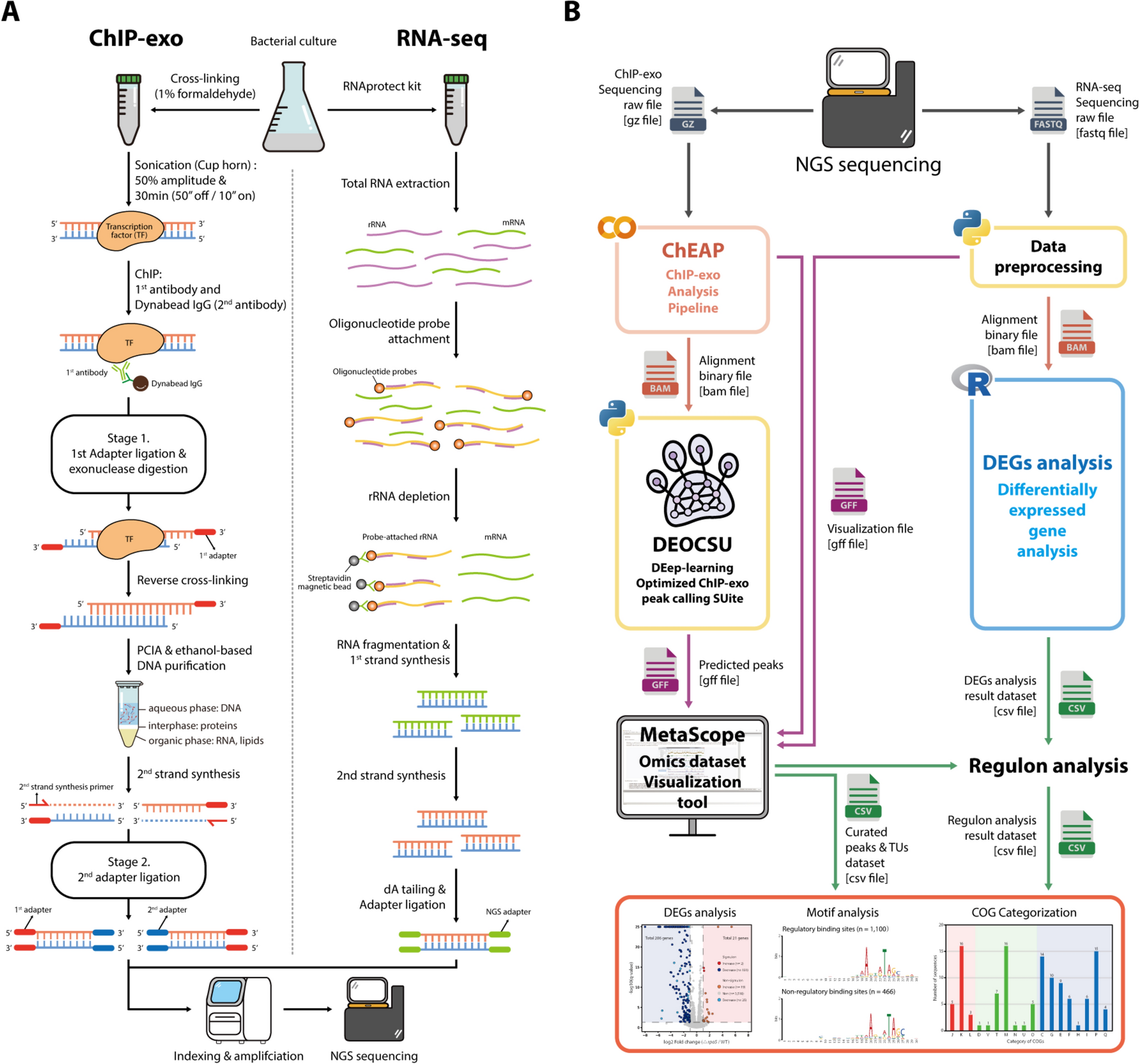 An Optimized Method for Reconstruction of Transcriptional Regulatory Networks in Bacteria Using ChIP-exo and RNA-seq Datasets