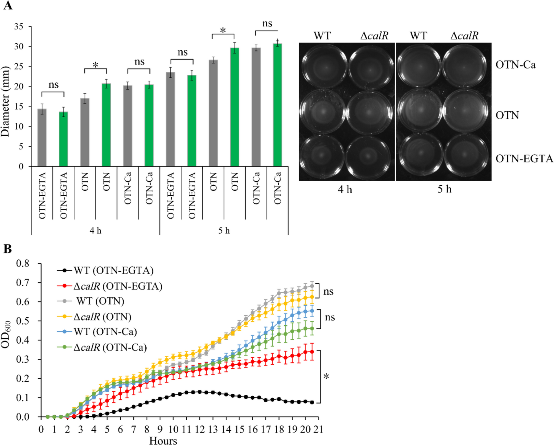 CalR Inhibits the Swimming Motility and Polar Flagellar Gene Expression in Vibrio parahaemolyticus