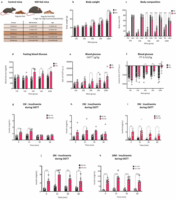 Western diet since adolescence impairs brain functional hyperemia at adulthood in mice: rescue by a balanced ω-3:ω-6 polyunsaturated fatty acids ratio