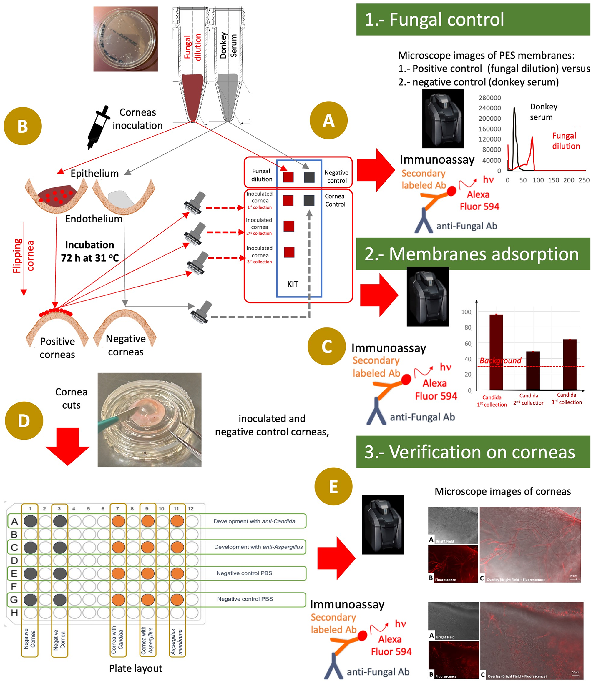 Fungal infection monitoring on corneal epithelium ex vivo model and its collection over polyethersulfone membrane for detecting Candida albicans and Aspergillus fumigatus