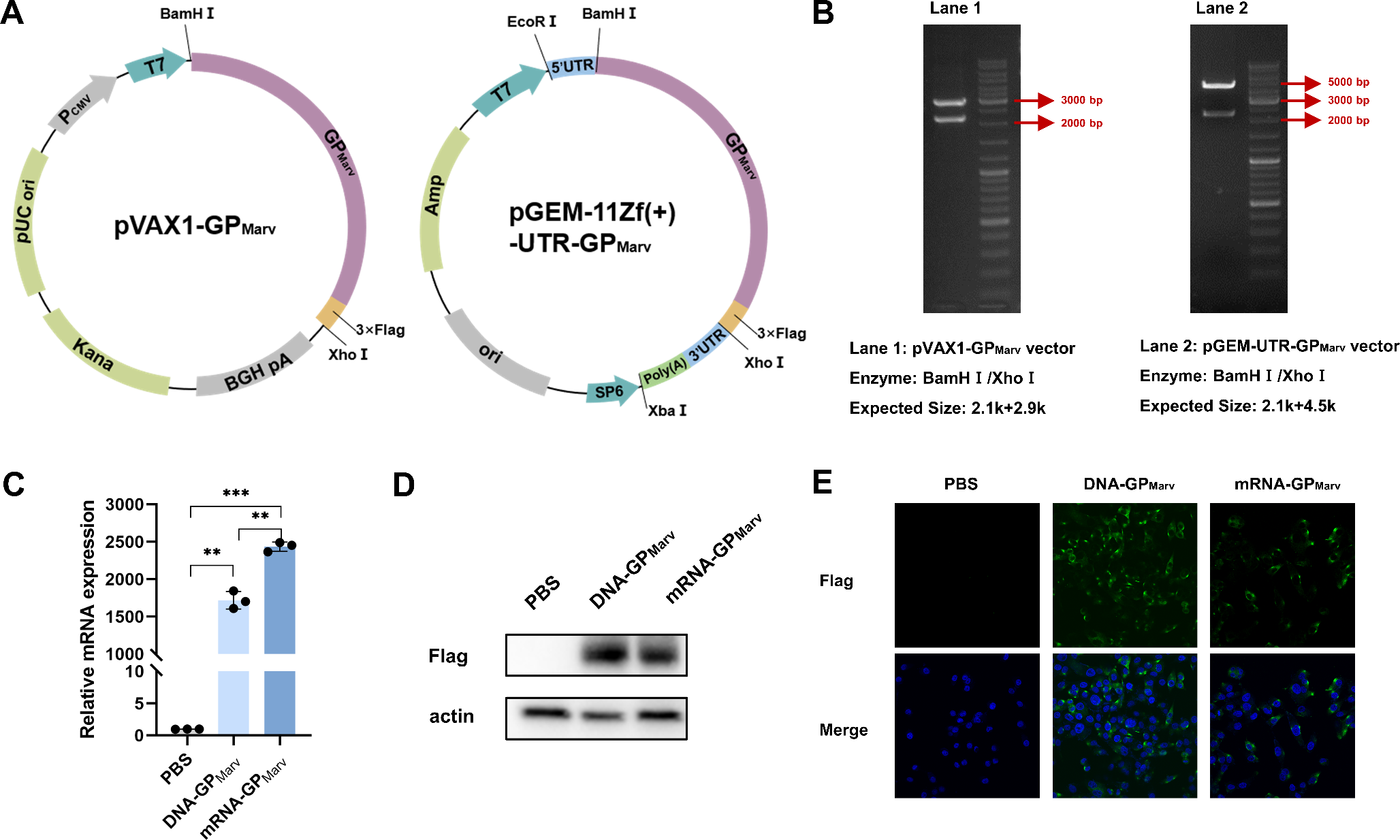 Construction and evaluation of glycoprotein-based nucleic acid vaccines for Marburg virus