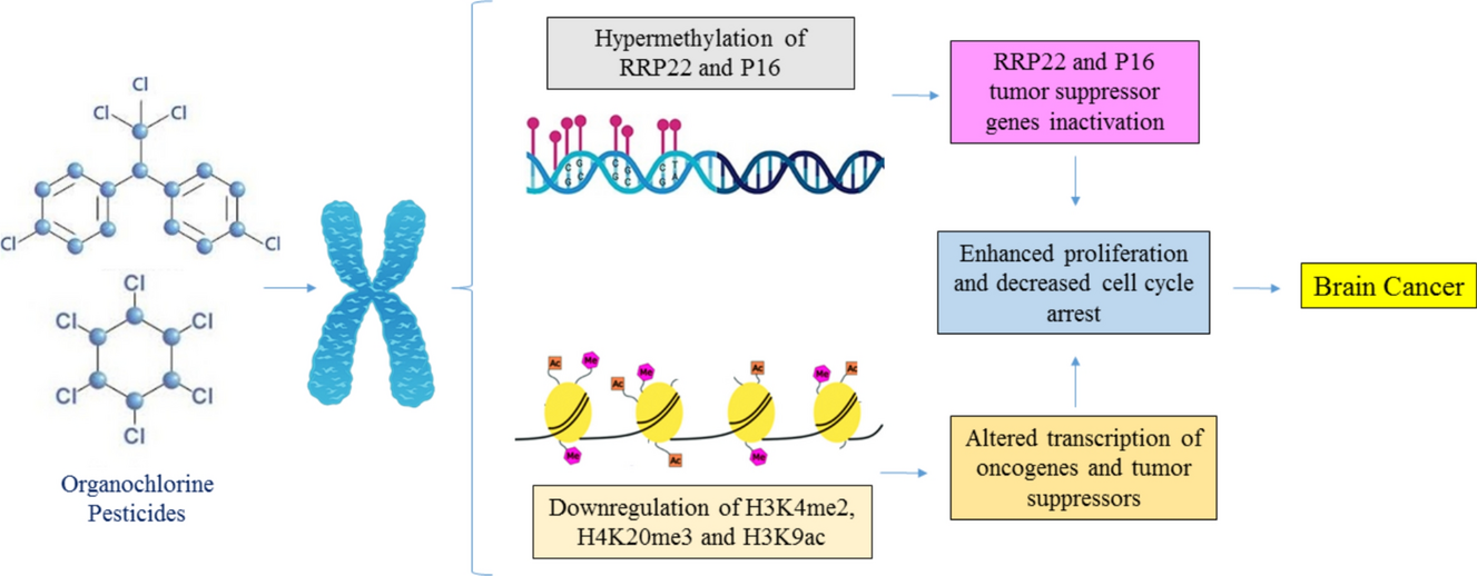 Organochlorine Pesticides and Epigenetic Alterations in Brain Cancer