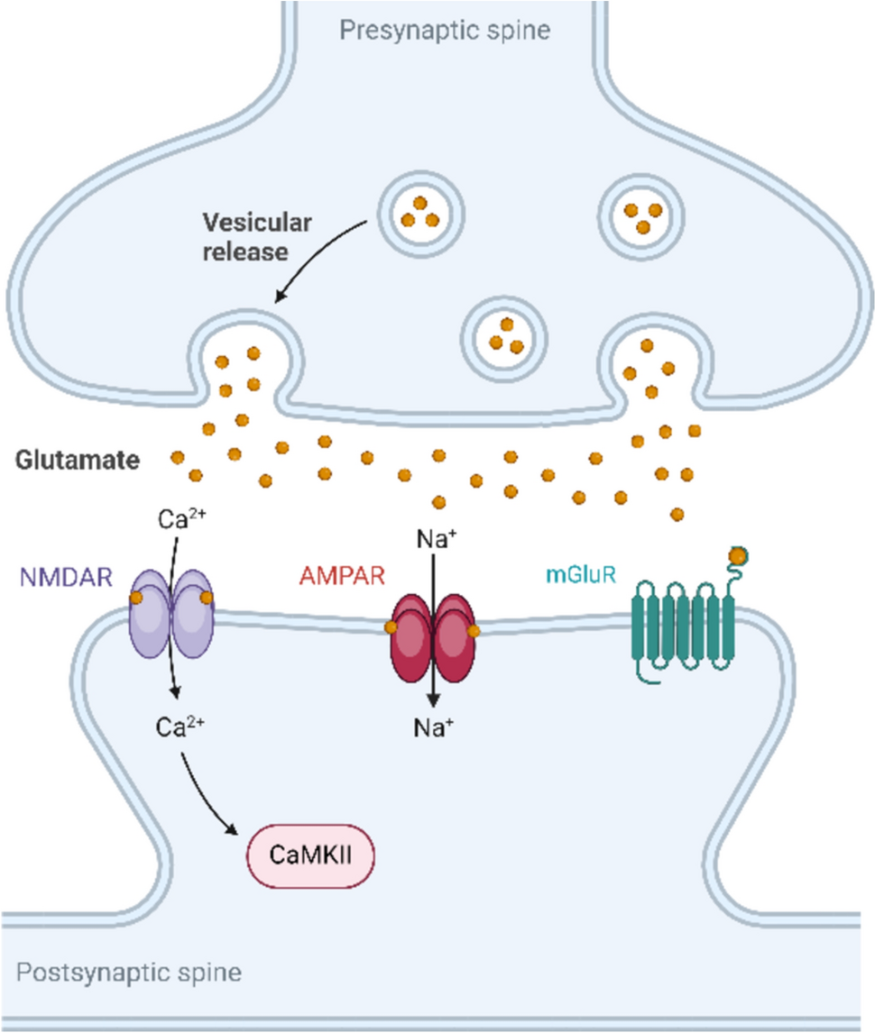 AMPA Receptors in Synaptic Plasticity, Memory Function, and Brain Diseases