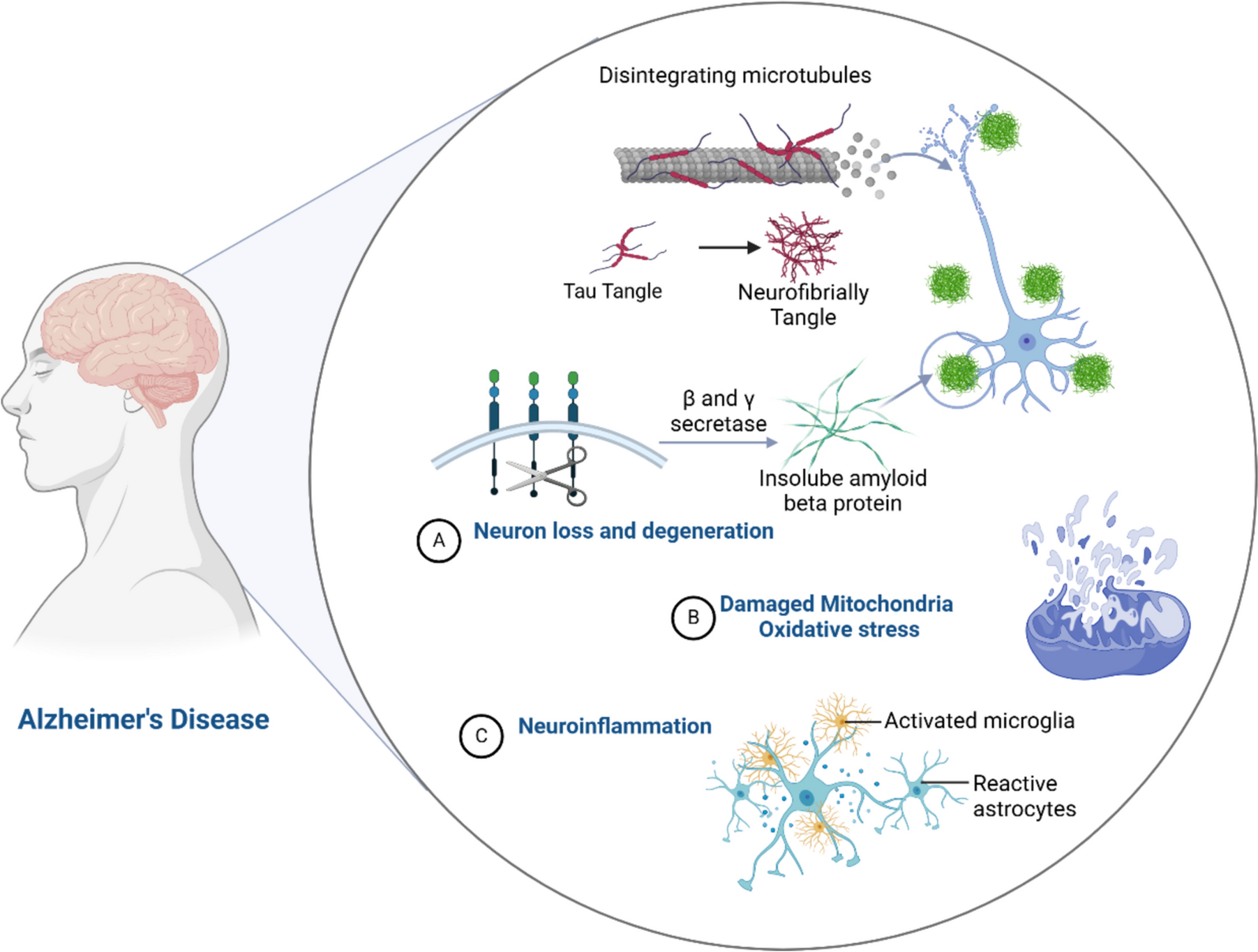 Molecular Signaling Pathways of Quercetin in Alzheimer’s Disease: A Promising Arena