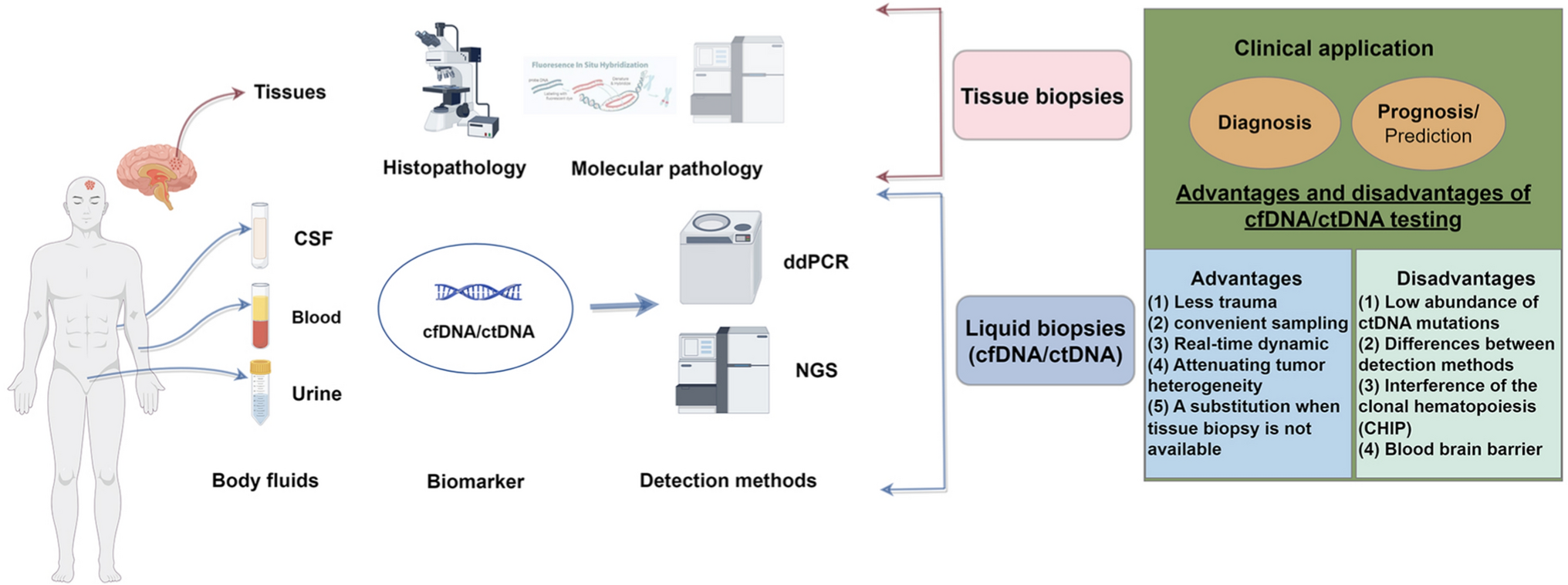 Application of Circulating Tumor DNA in the Auxiliary Diagnosis and Prognosis Prediction of Glioma