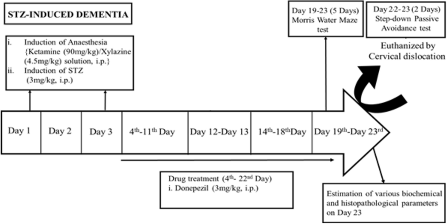 Exploring the Neuroprotective Effects of Rufinamide in a Streptozotocin-Induced Dementia Model