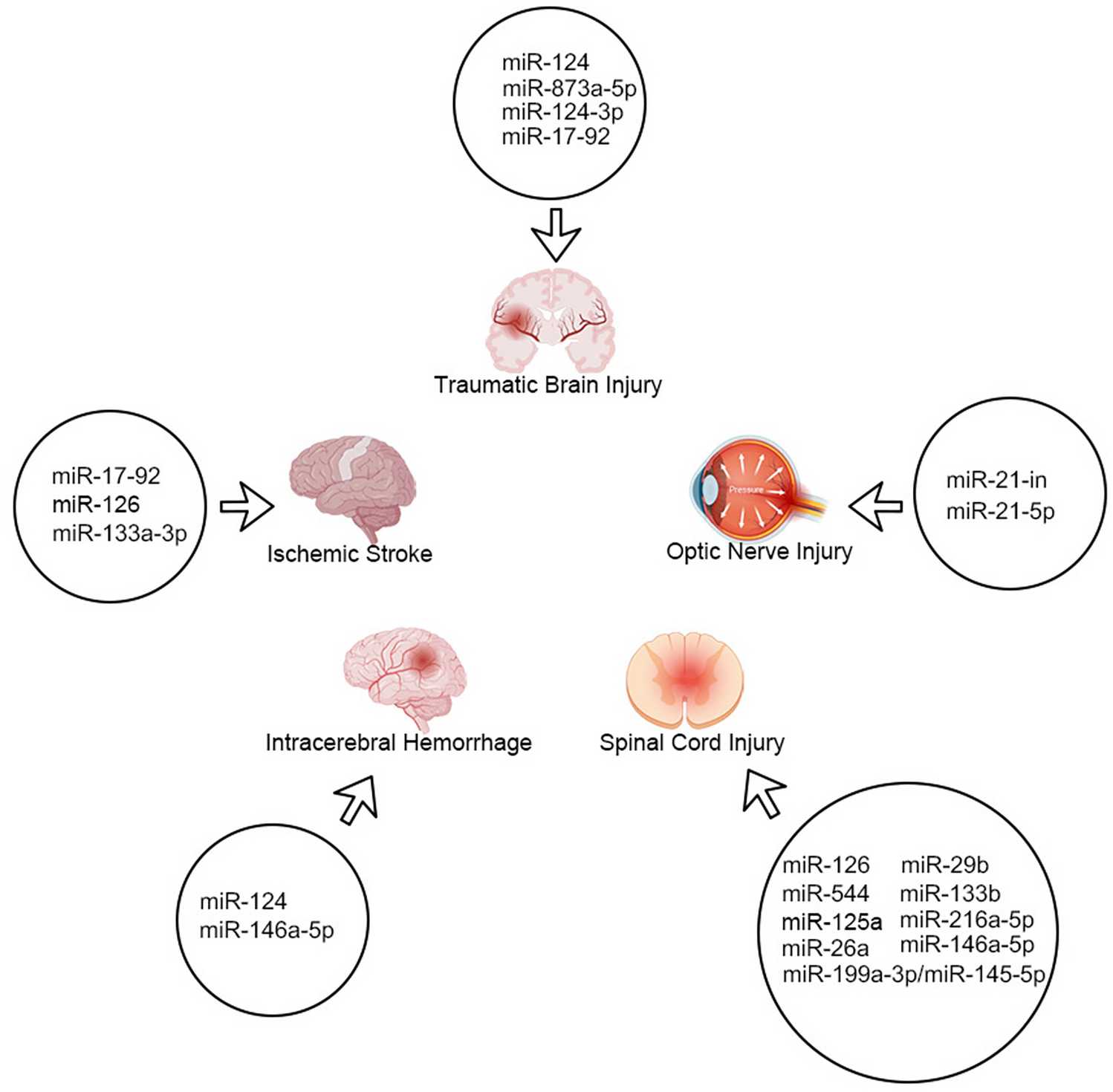 Exosomal MiRNA Therapy for Central Nervous System Injury Diseases