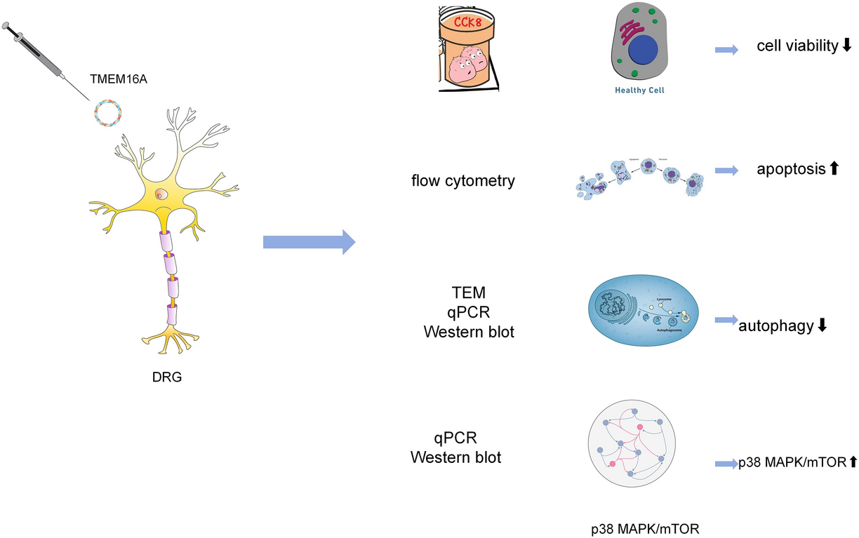 TMEM16A Activation Inhibits Autophagy in Dorsal Root Ganglion Cells, Which is Associated with the p38 MAPK/mTOR Pathway