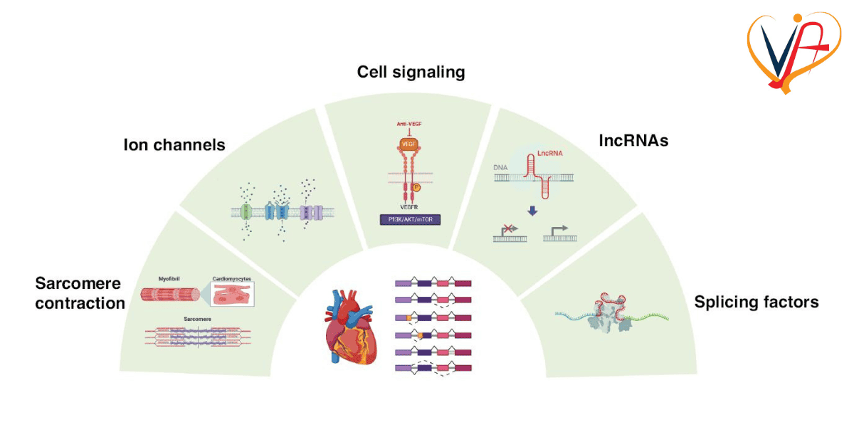 Alternative RNA Splicing in Cardiac Diseases