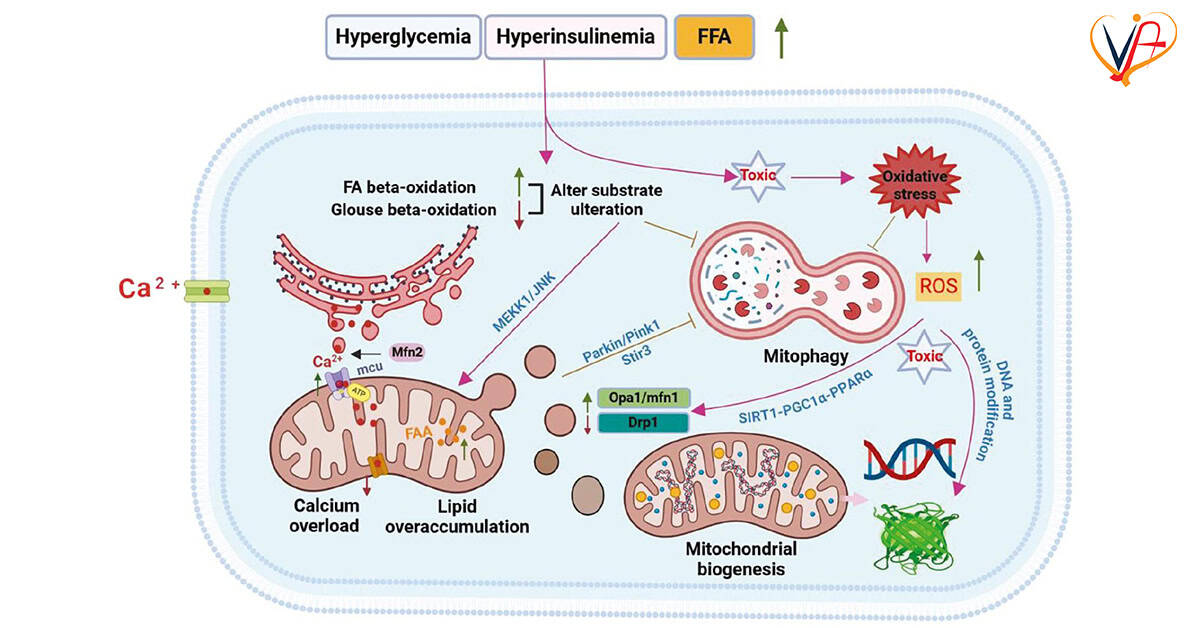 Mitochondrial Dysfunction as a Therapeutic Target in Diabetic Cardiomyopathy: Progress and Prospects