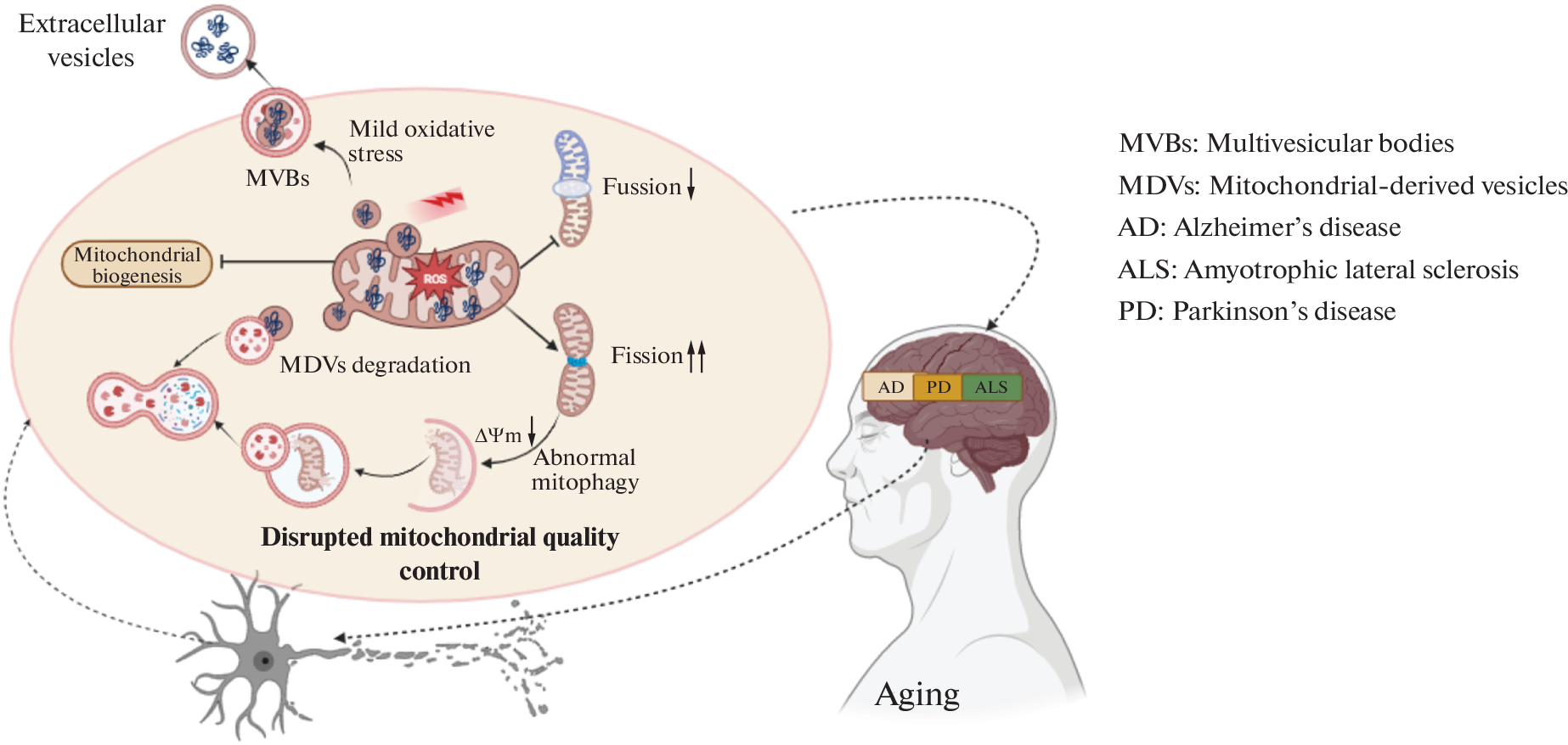 Exploring Mitochondrial Quality in Aging and Neurodegenerative Diseases