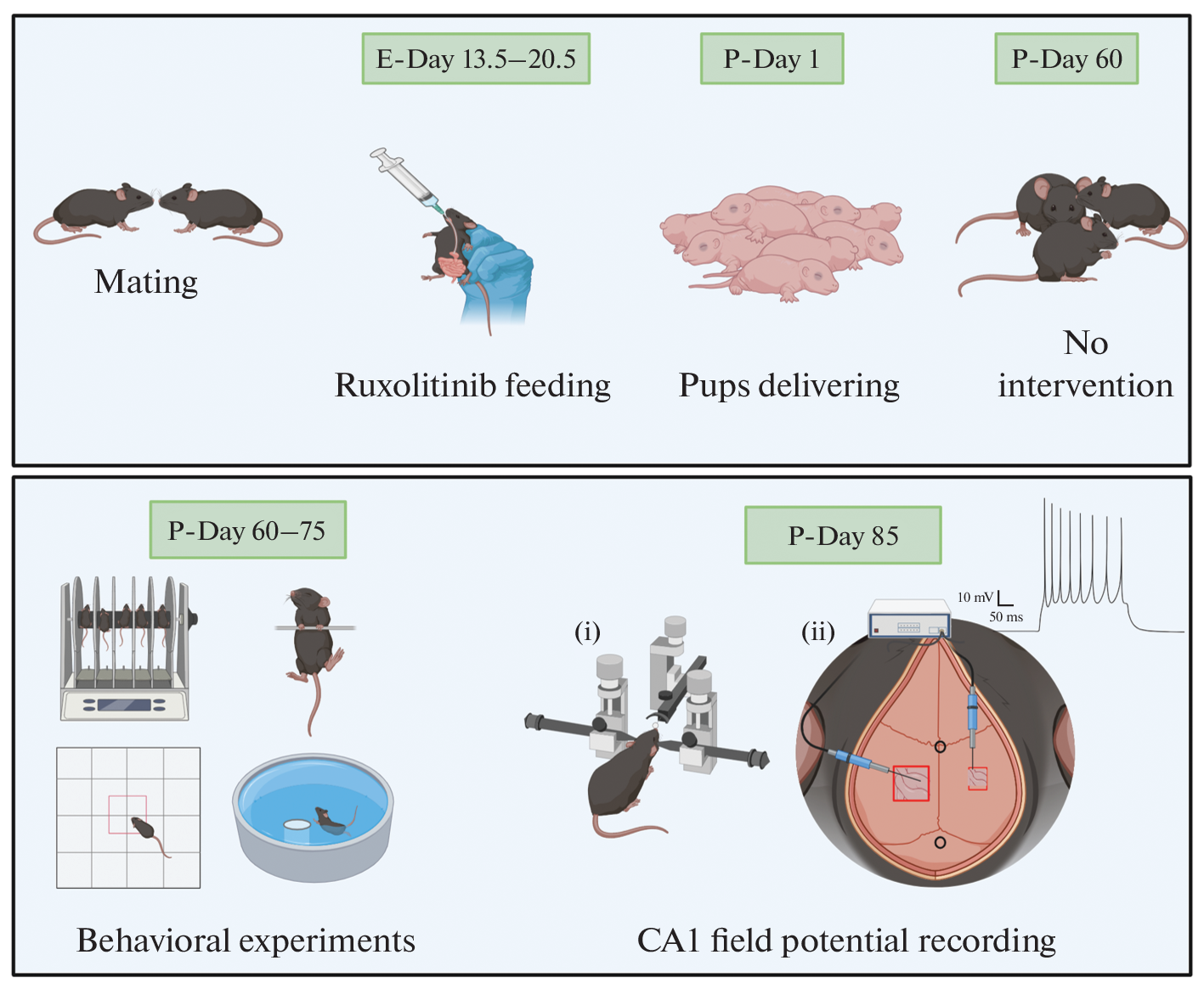 Prenatal Ruxolitinib Treatment Improved Muscle Strength but Showed No Impact on the Neurobehavioral and Electrophysiological Traits in Adult Mice
