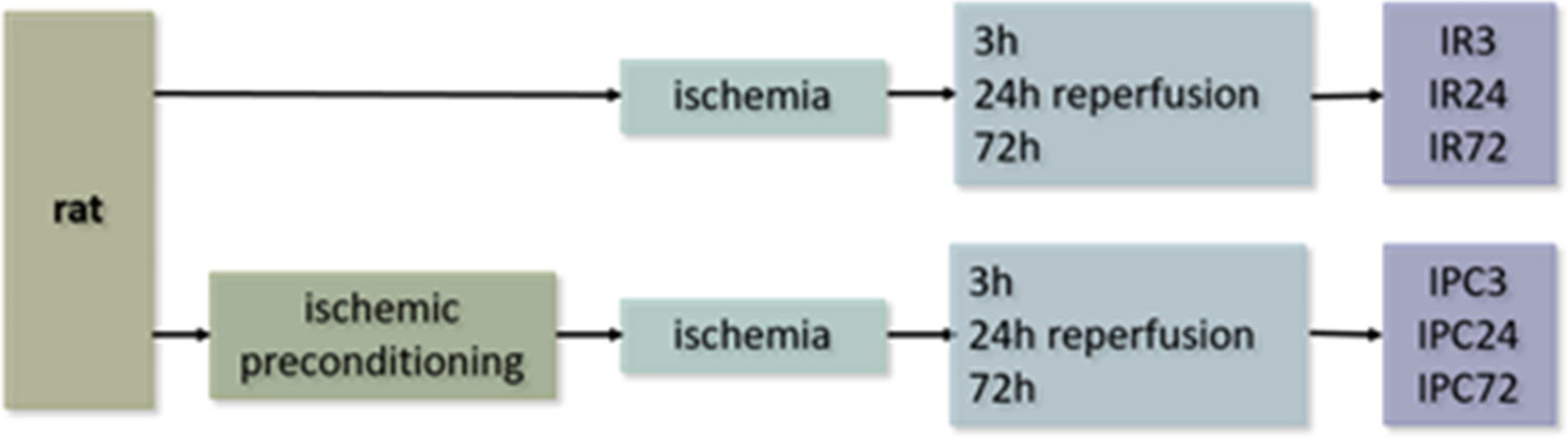 Glutamate/GABA/glutamine ratios in intact and ischemia reperfusion challenged rat brain subregions, the effect of ischemic preconditioning