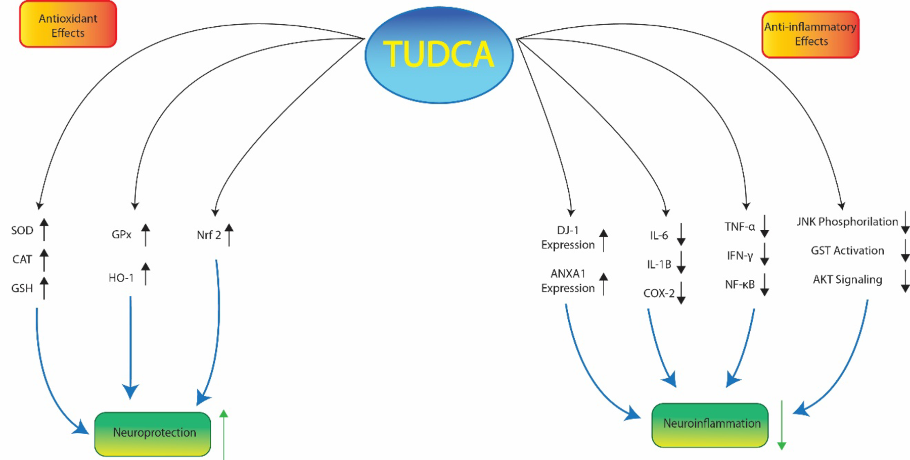The effects of ursodeoxycholic acid on Parkinson’s disease, a mechanistic review of the recent evidence