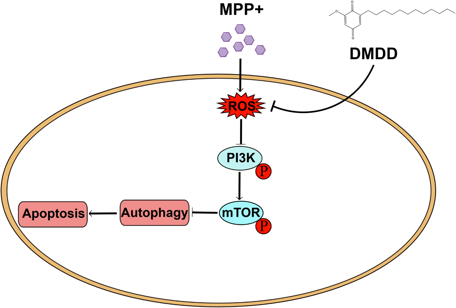 2-dodecyl-6-methoxycyclohexa-2,5-diene-1,4-dione protects against MPP+-induced neurotoxicity by ameliorating oxidative stress, apoptosis and autophagy in SH-SY5Y cells