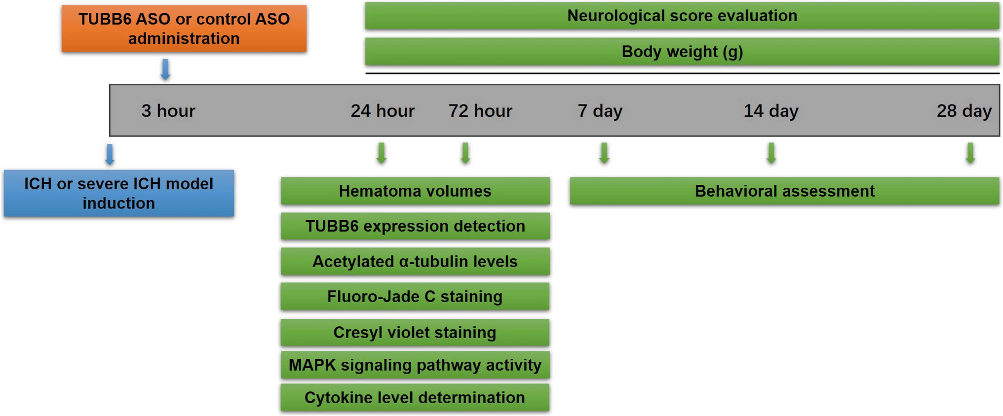 Therapeutic Potential of TUBB6 Inhibition for Hematoma Reduction, Microtubule Stabilization, and Neurological Recovery in an In Vivo Model of Intracerebral Hemorrhage