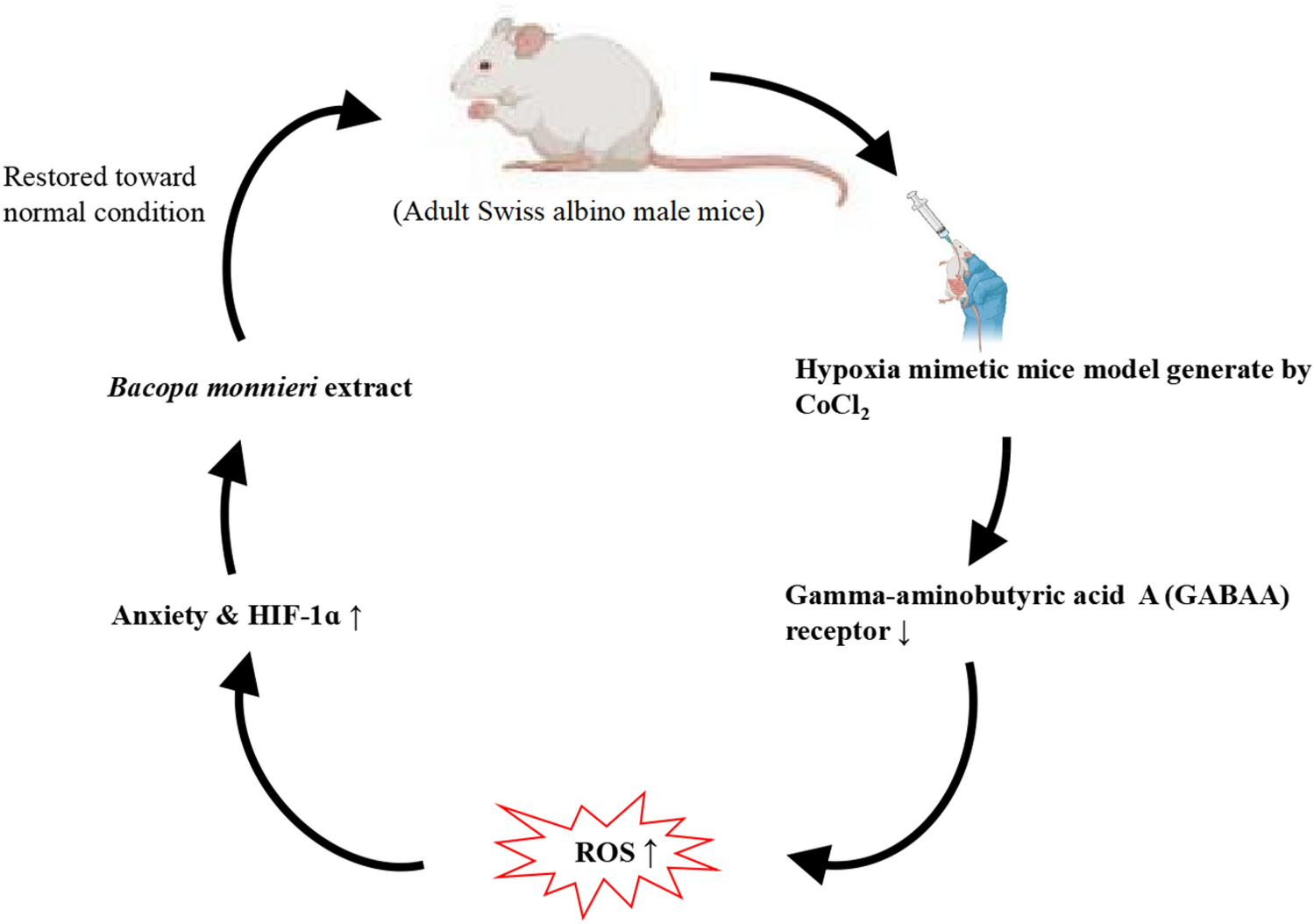 Bacopa monnieri Extract Diminish Hypoxia-Induced Anxiety by Regulating HIF-1α Signaling and Enhancing the Antioxidant Defense System in Hippocampus